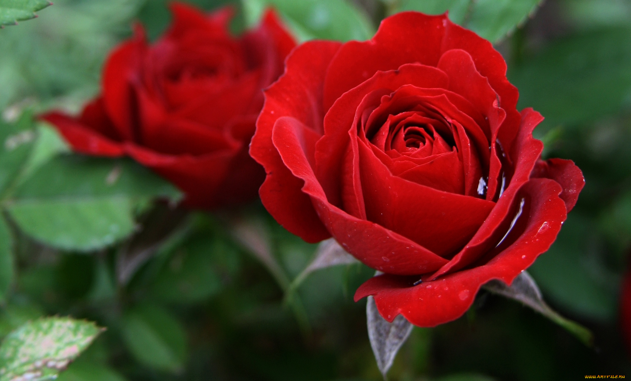 цветы, розы, красная, роза
