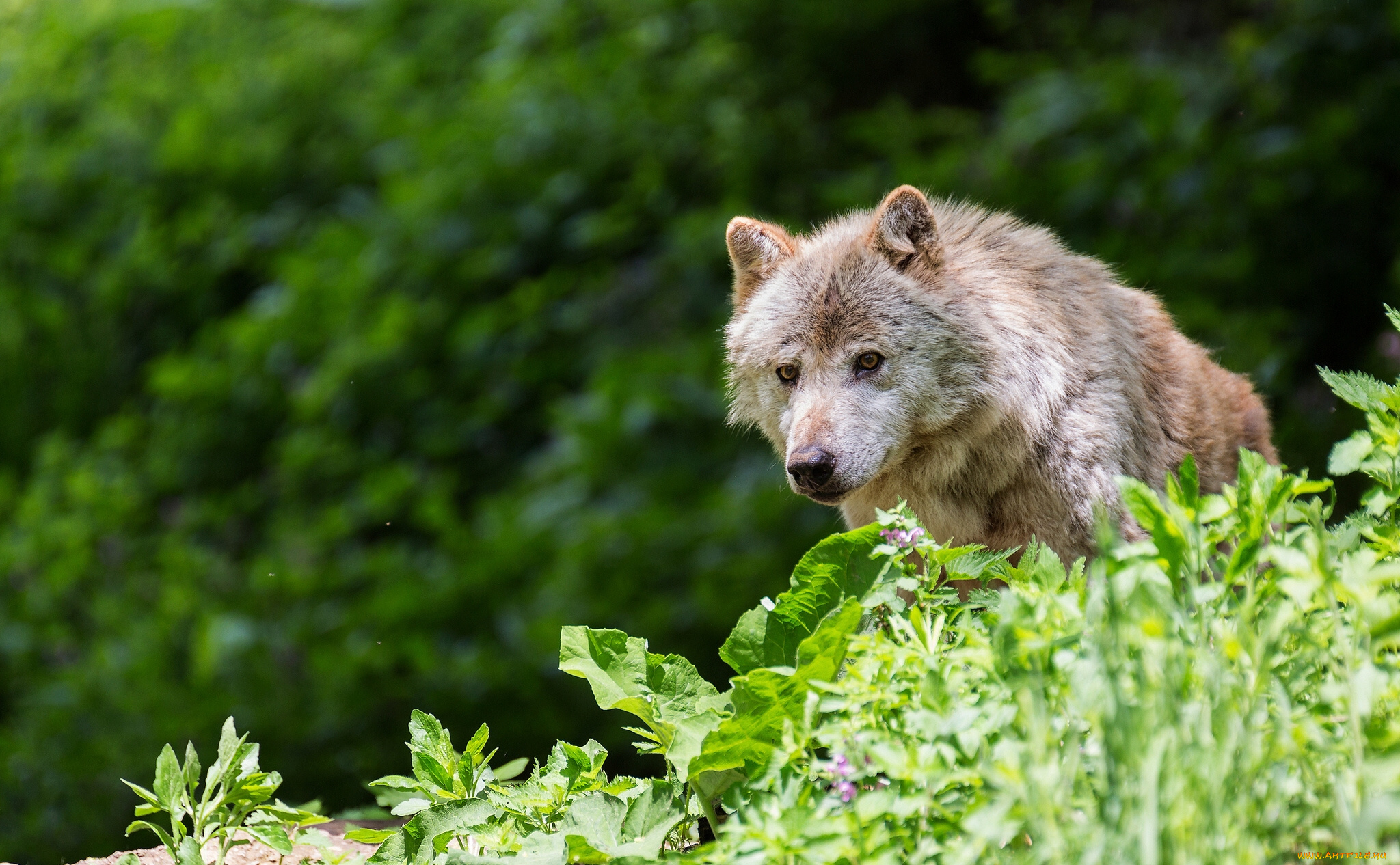 животные, волки, трава, хищник