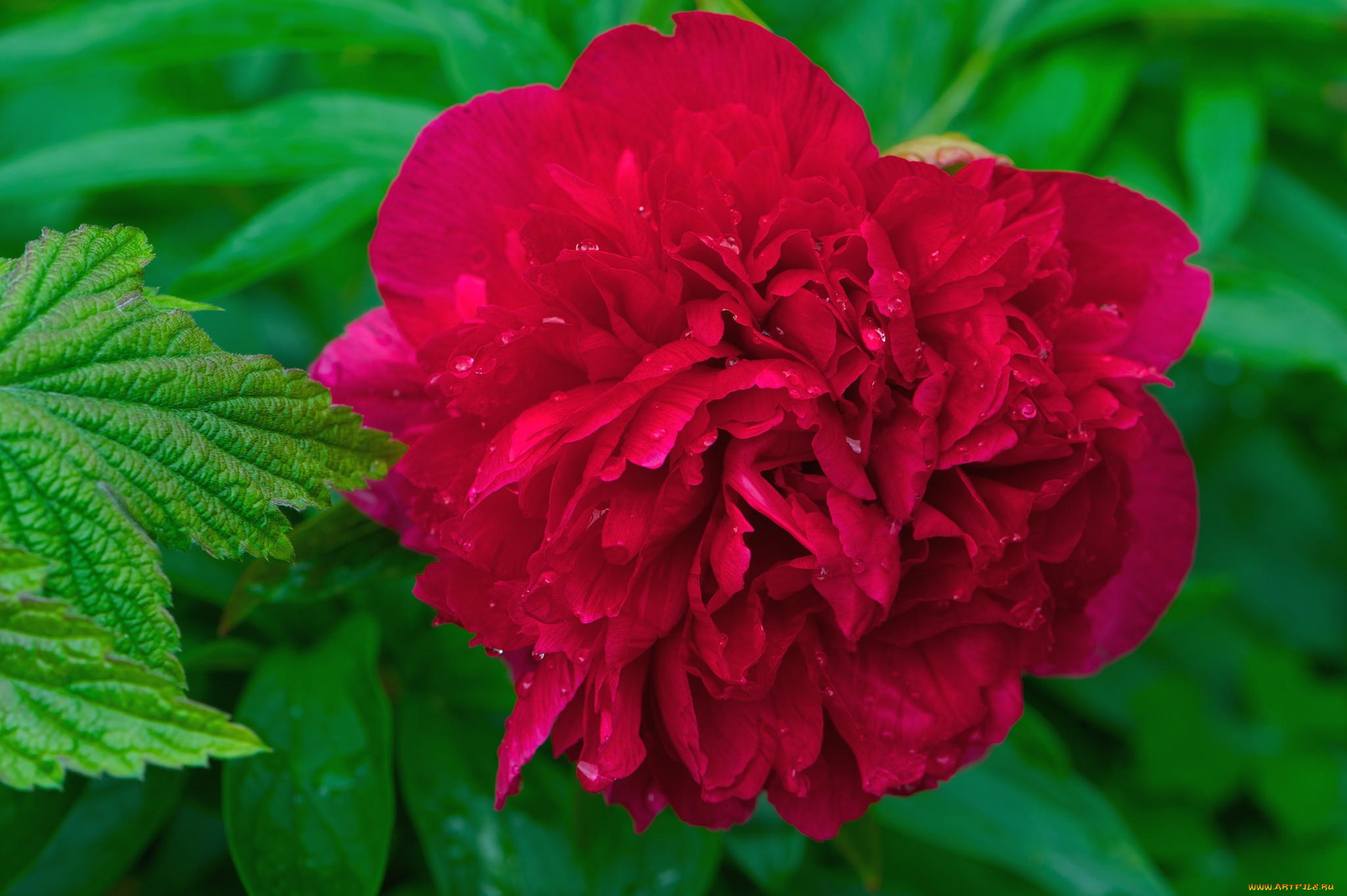 цветы, пионы, красный