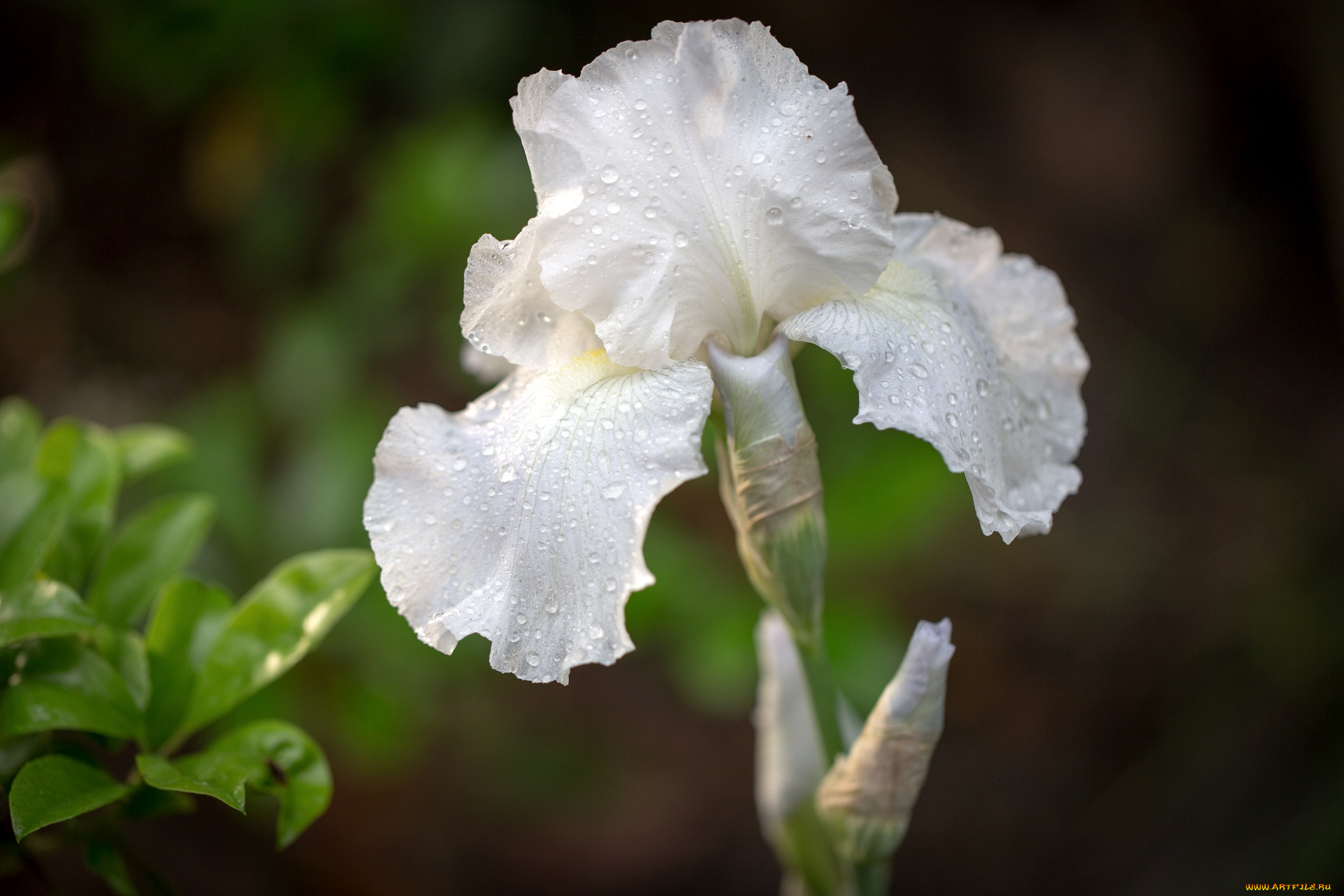 цветы, ирисы, касатик