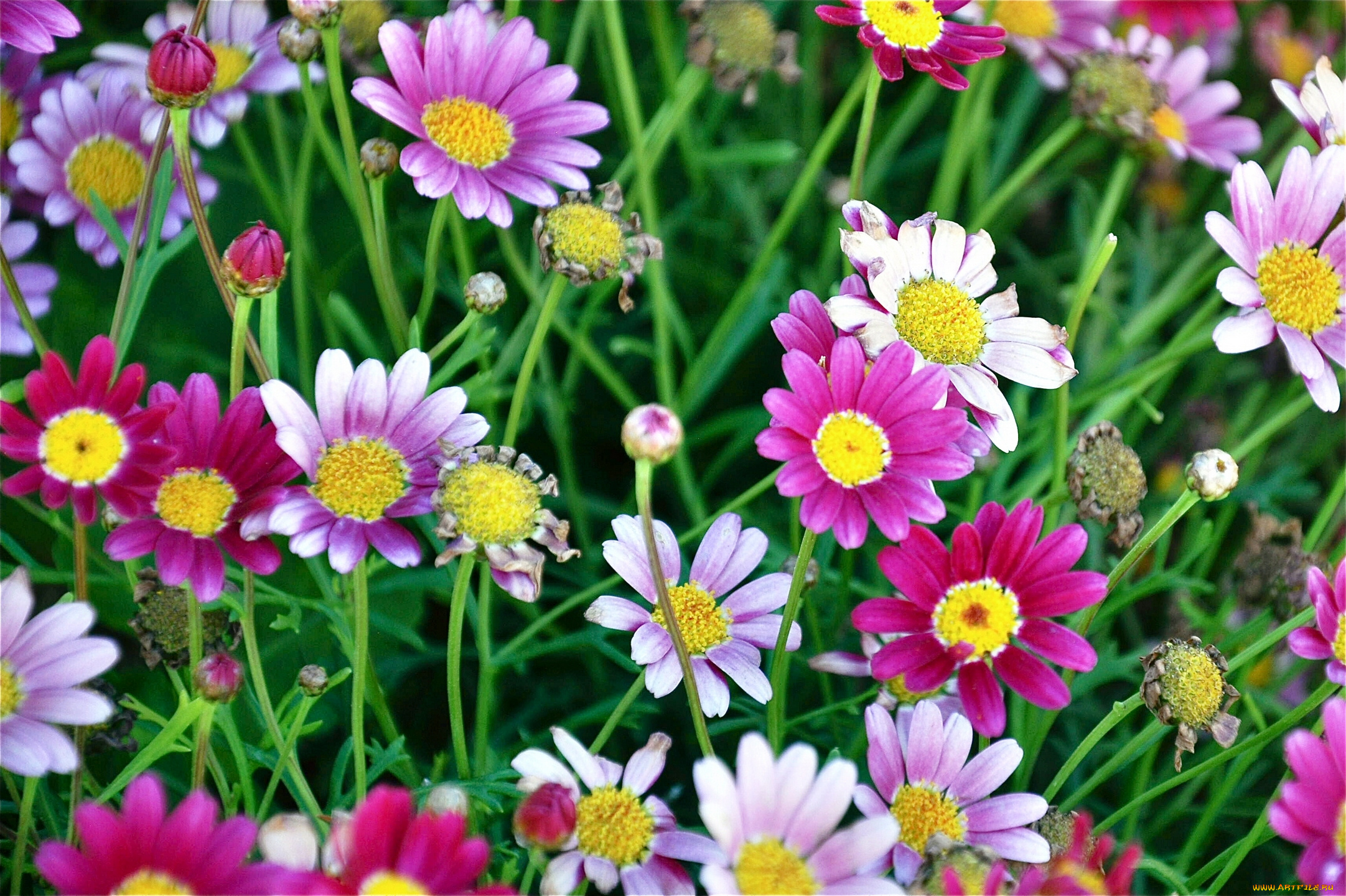 цветы, ромашки, разноцветные