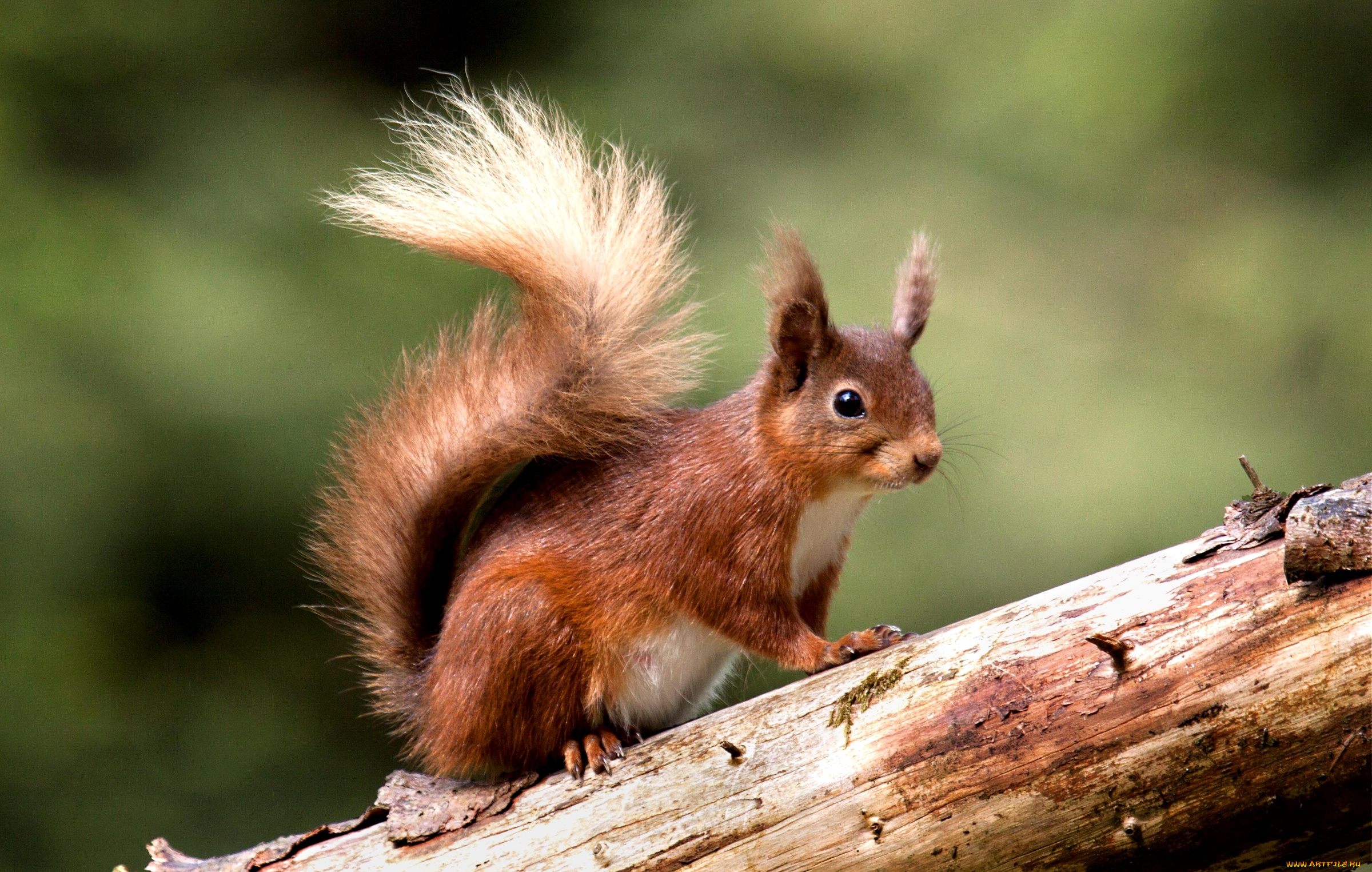 животные, белки, зверек, хвост, рыжий