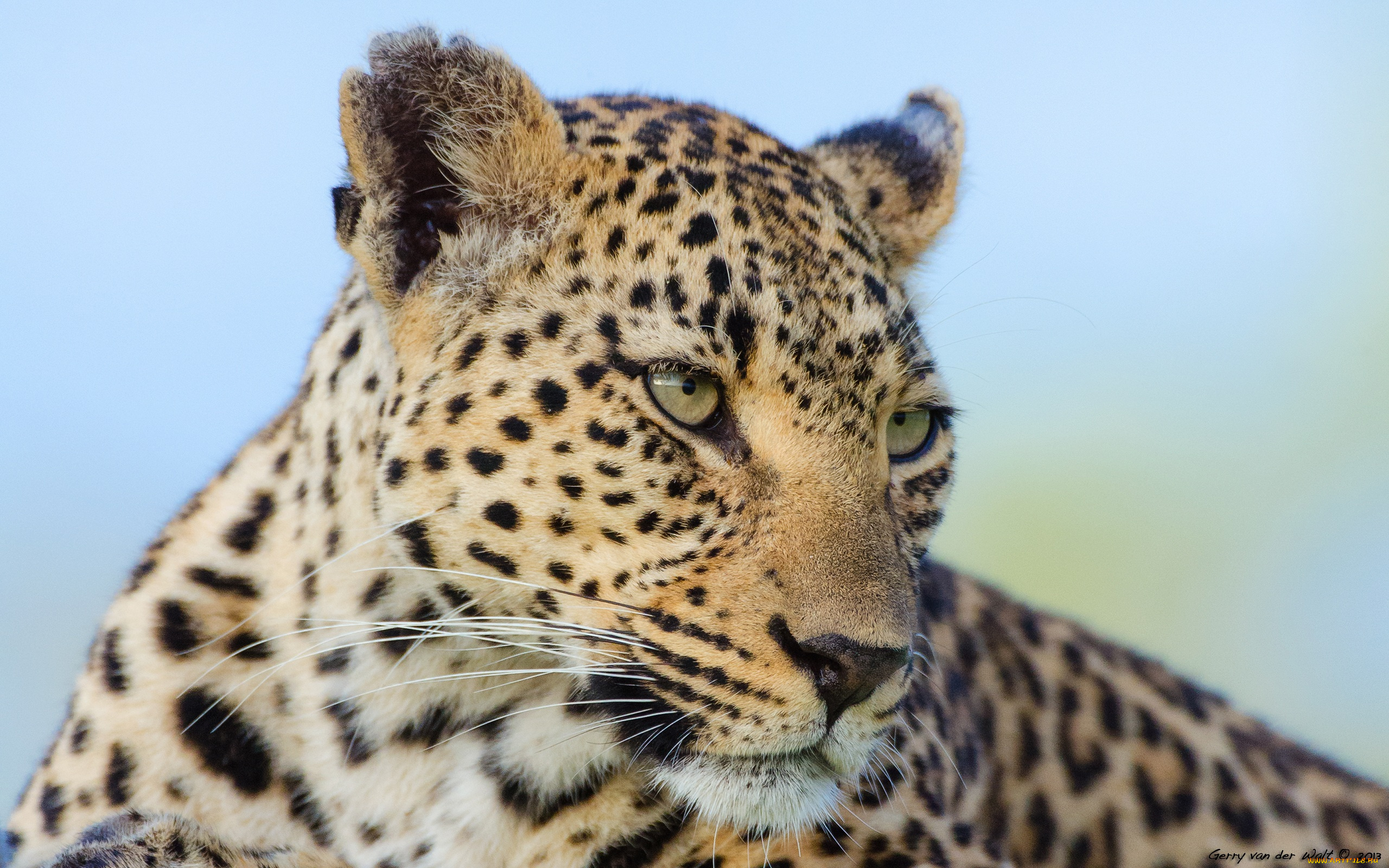 животные, леопарды, кошка, морда