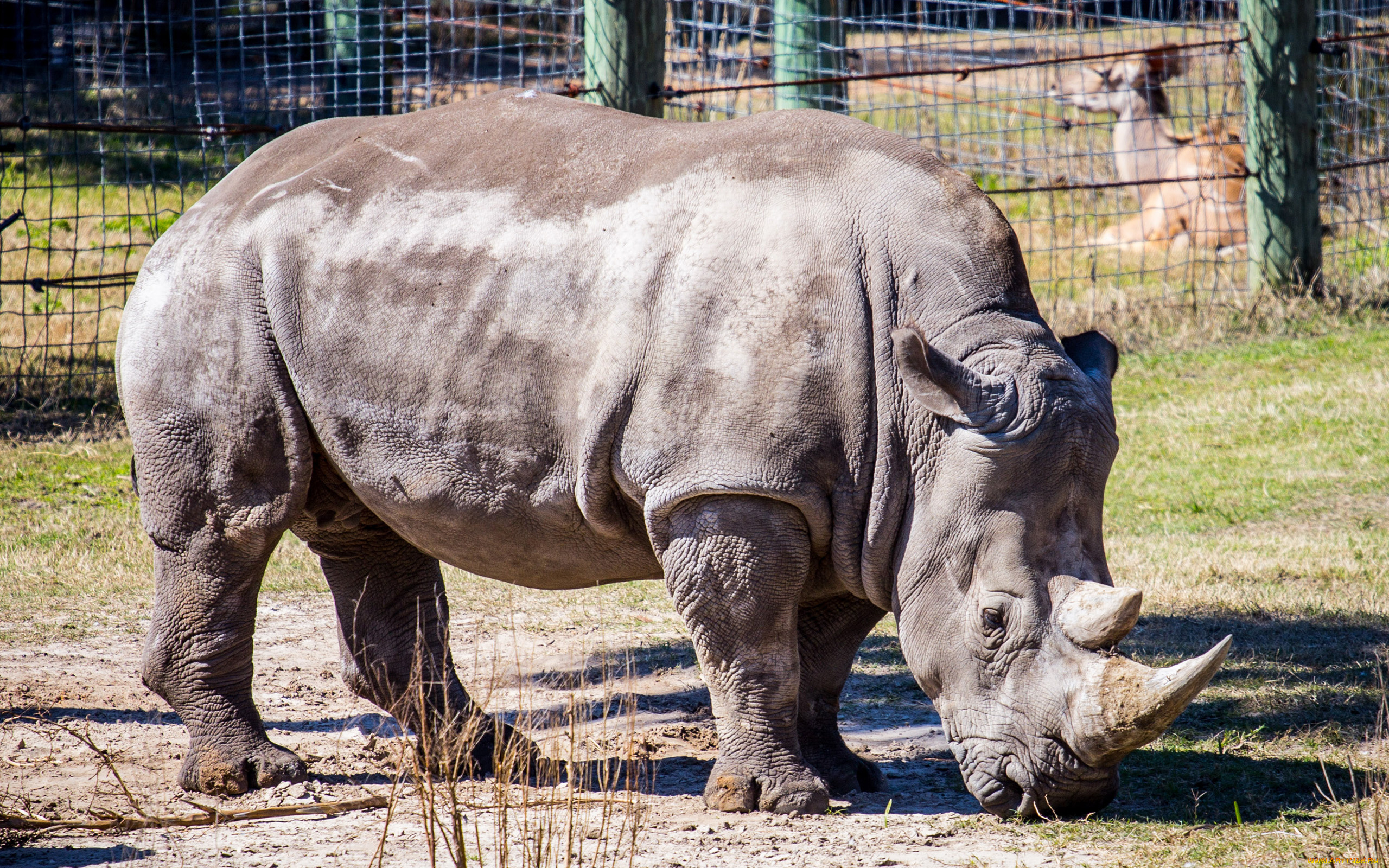 животные, носороги, рог