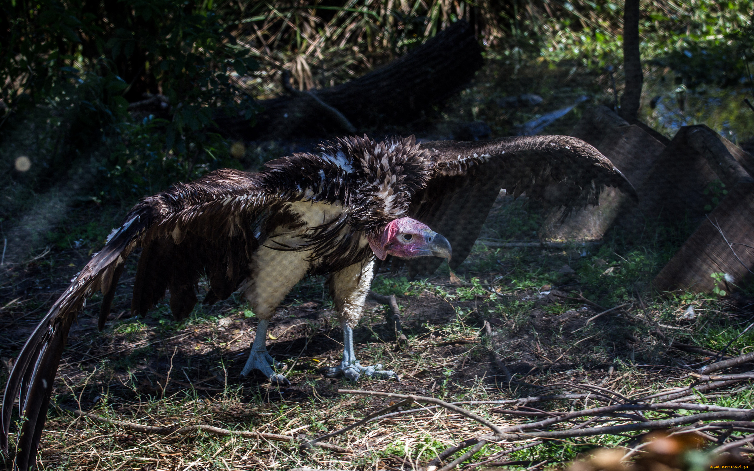 животные, птицы, хищники, крылья