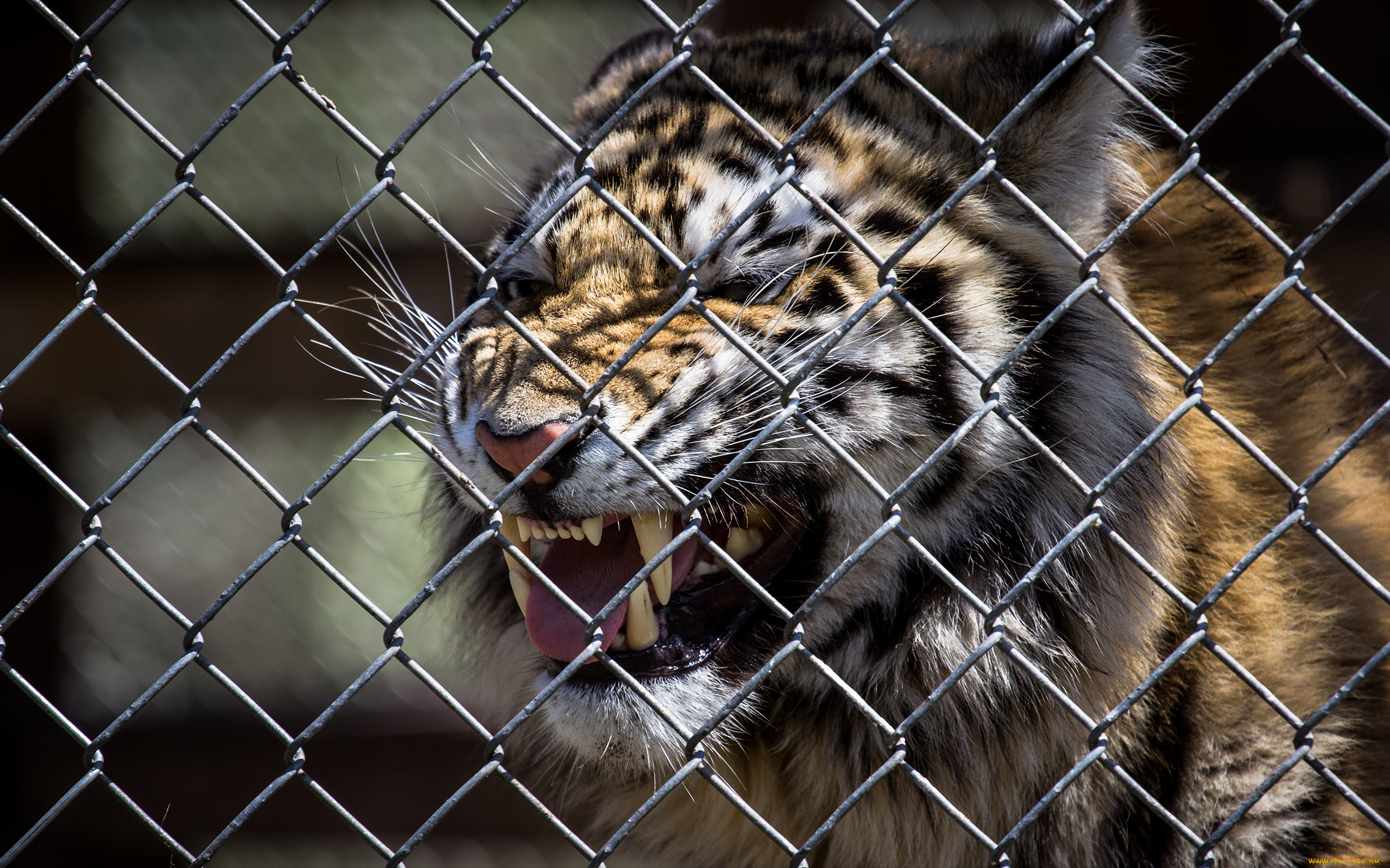 животные, тигры, клыки, пасть