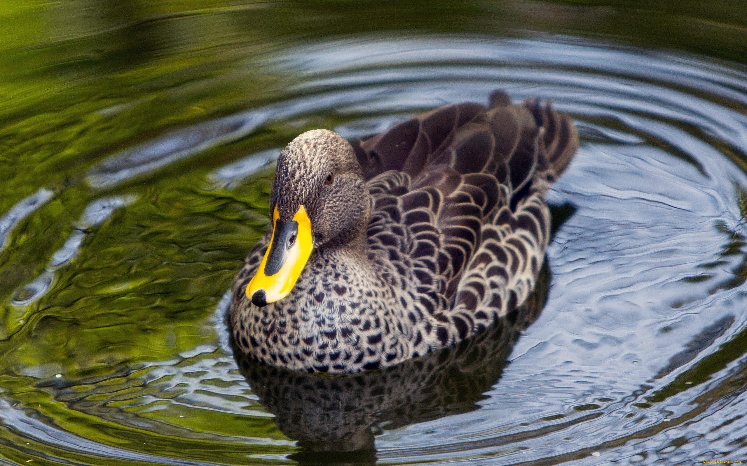животные, утки, клюв