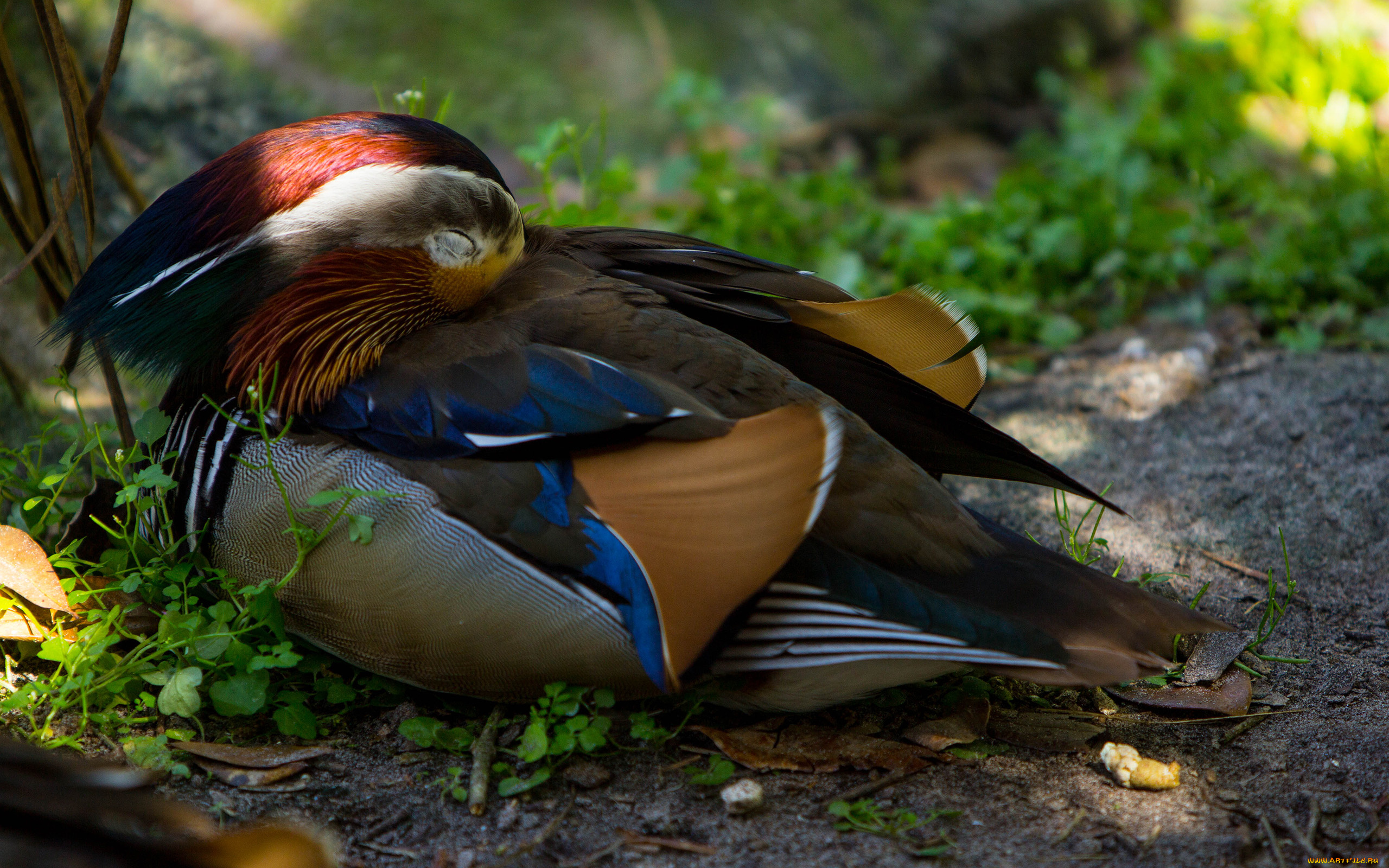 животные, утки, перья