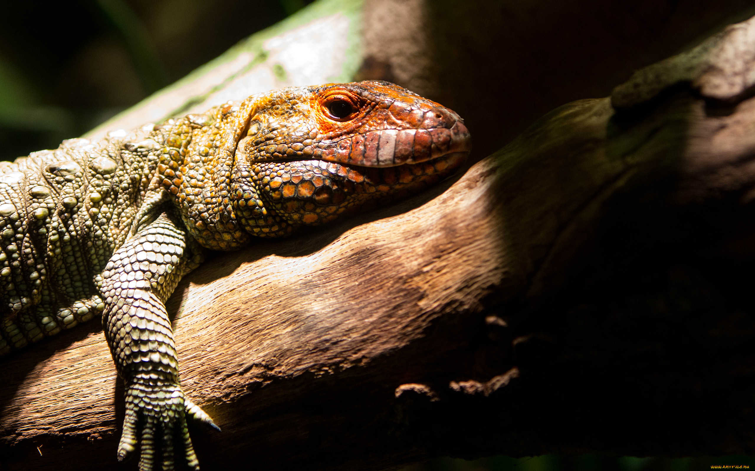 животные, Ящерицы, игуаны, вараны, лапка