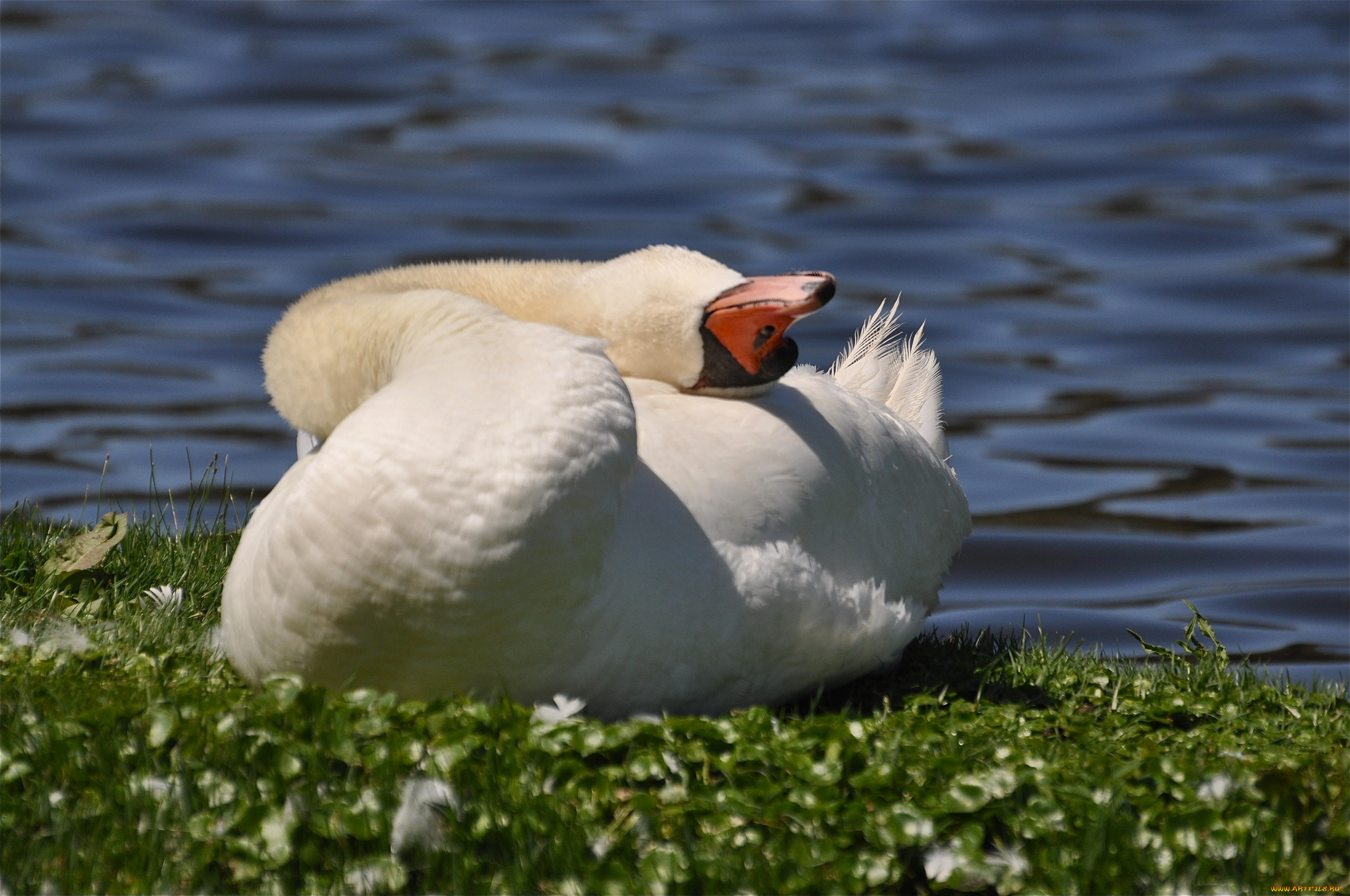 животные, лебеди, шея, вода