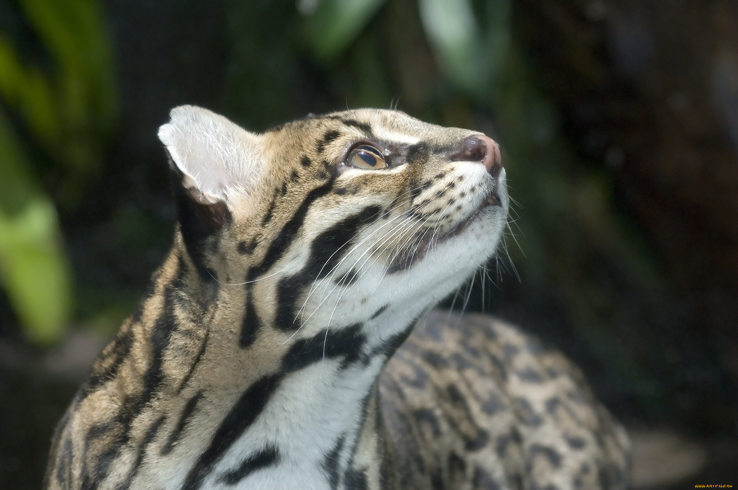 животные, оцелоты, кошка