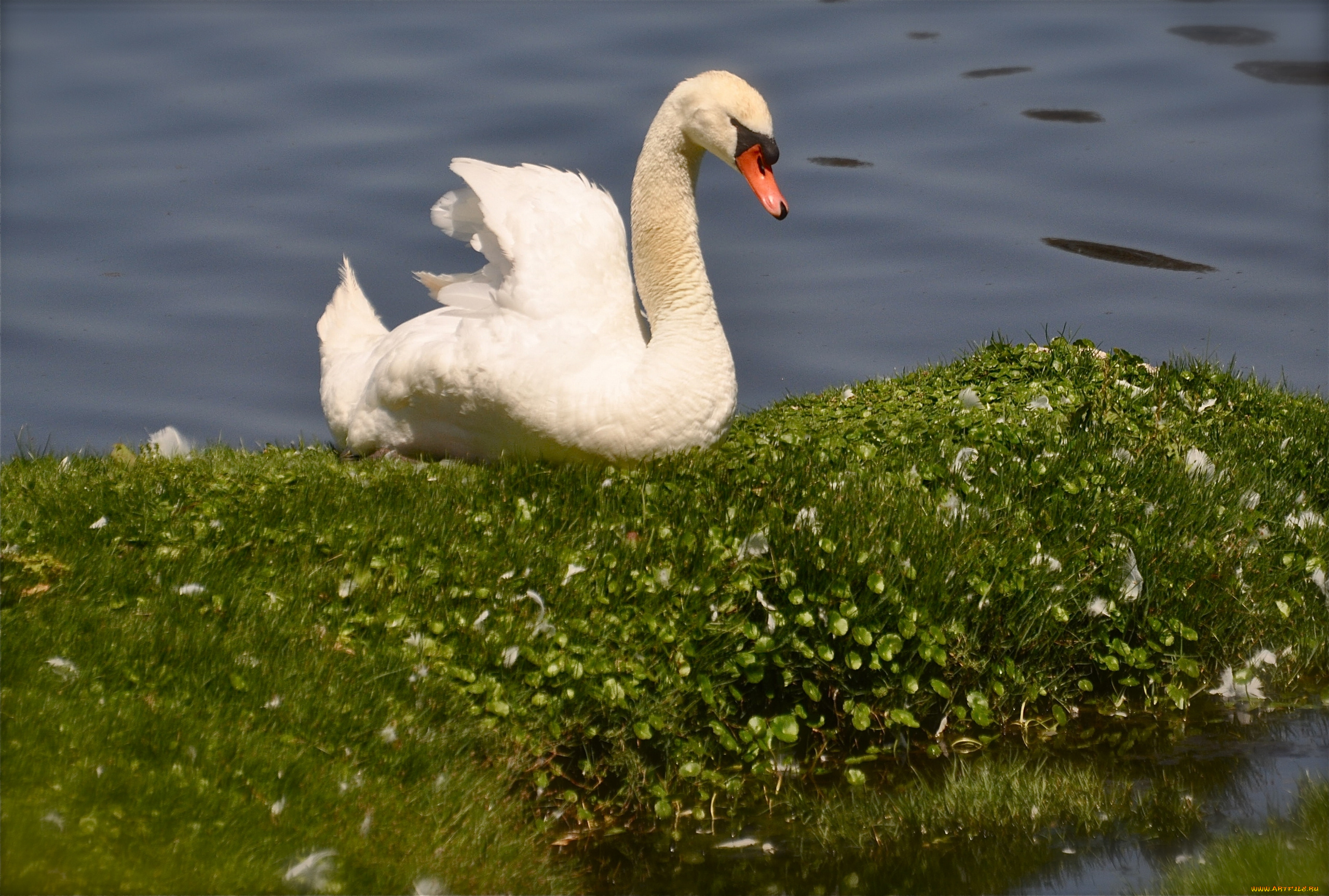 животные, лебеди, вода, трава, птица