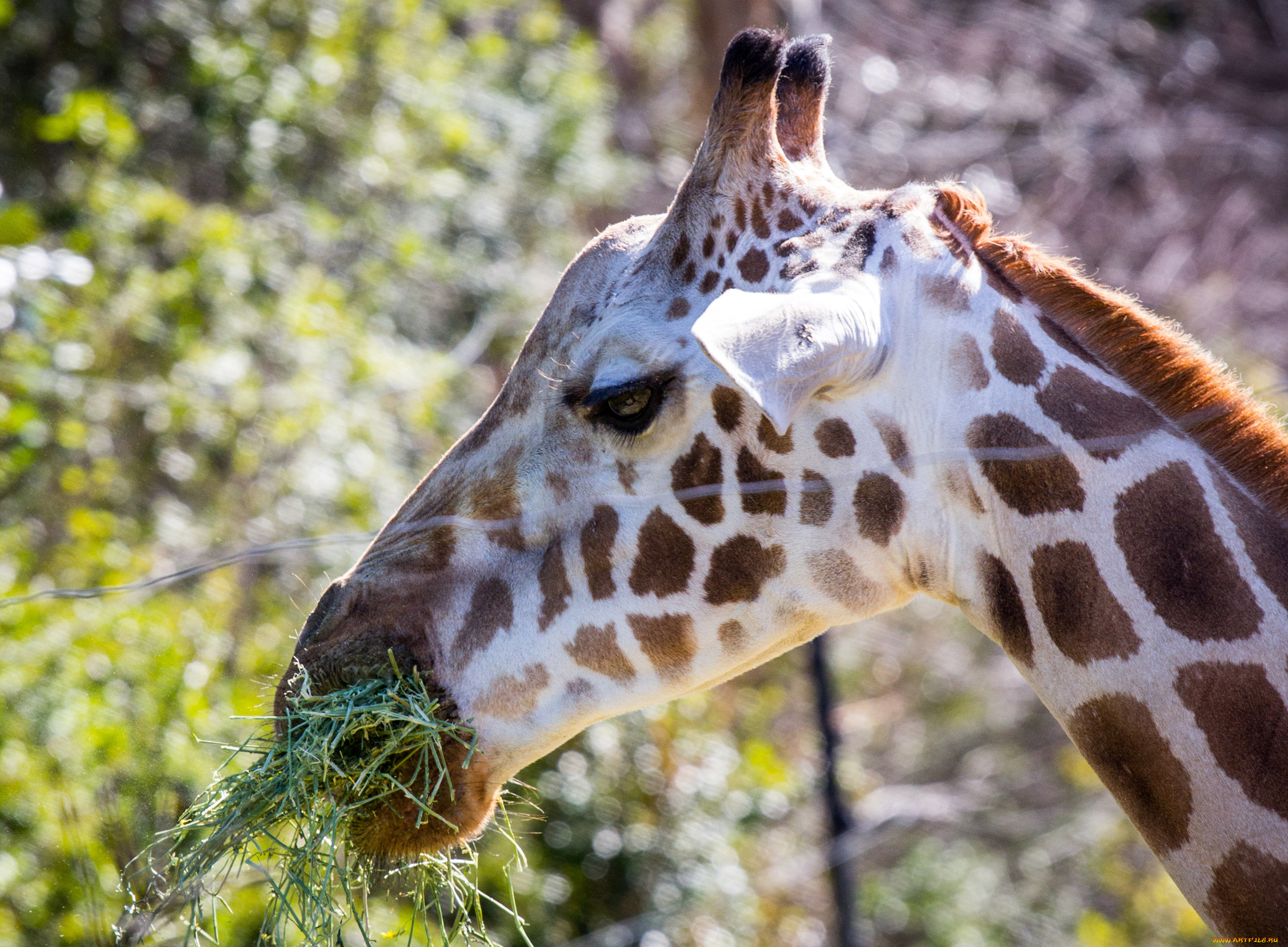 животные, жирафы, пятна, трава