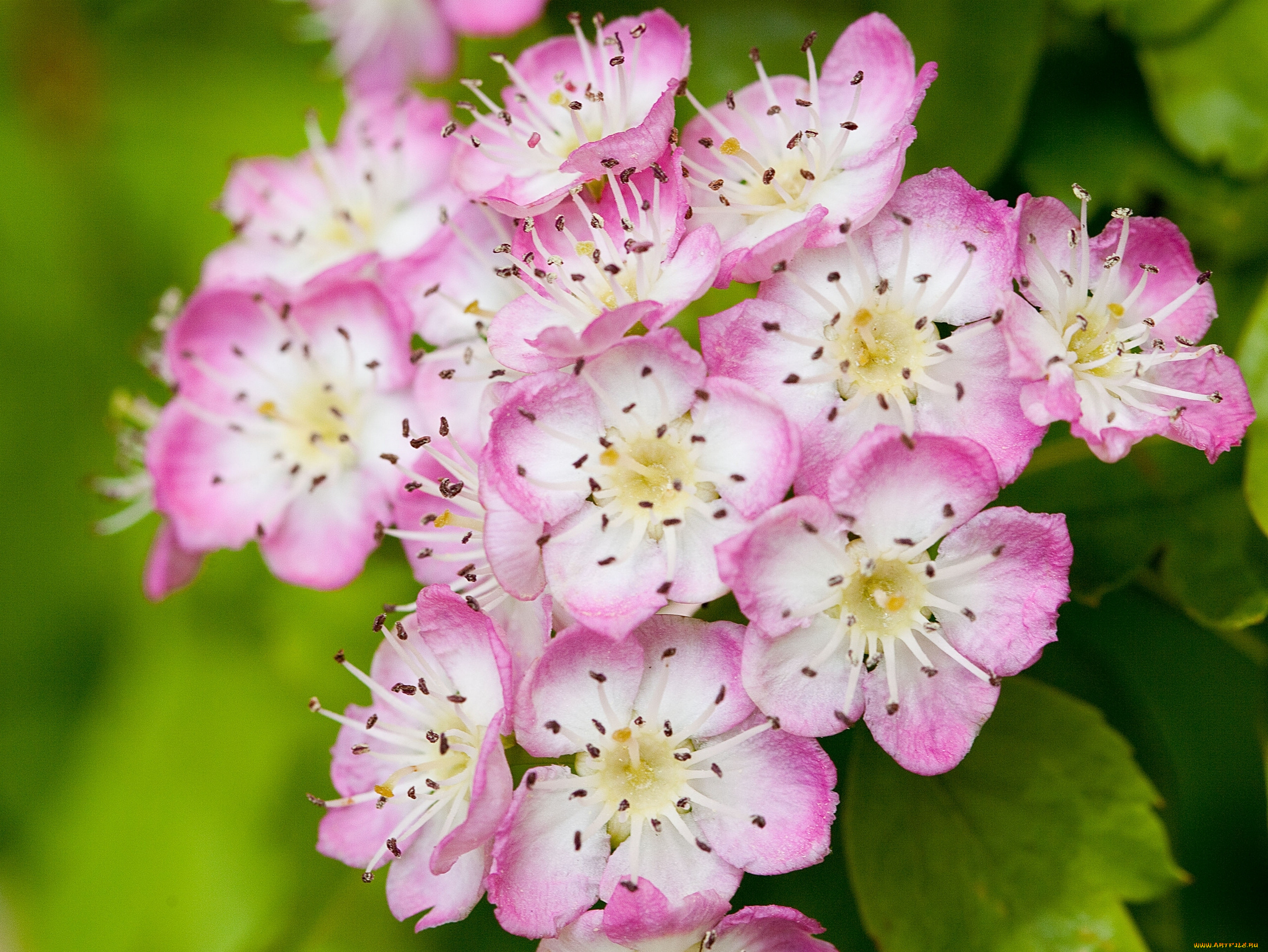 цветы, цветущие, деревья, кустарники, цветение, макро, соцветие