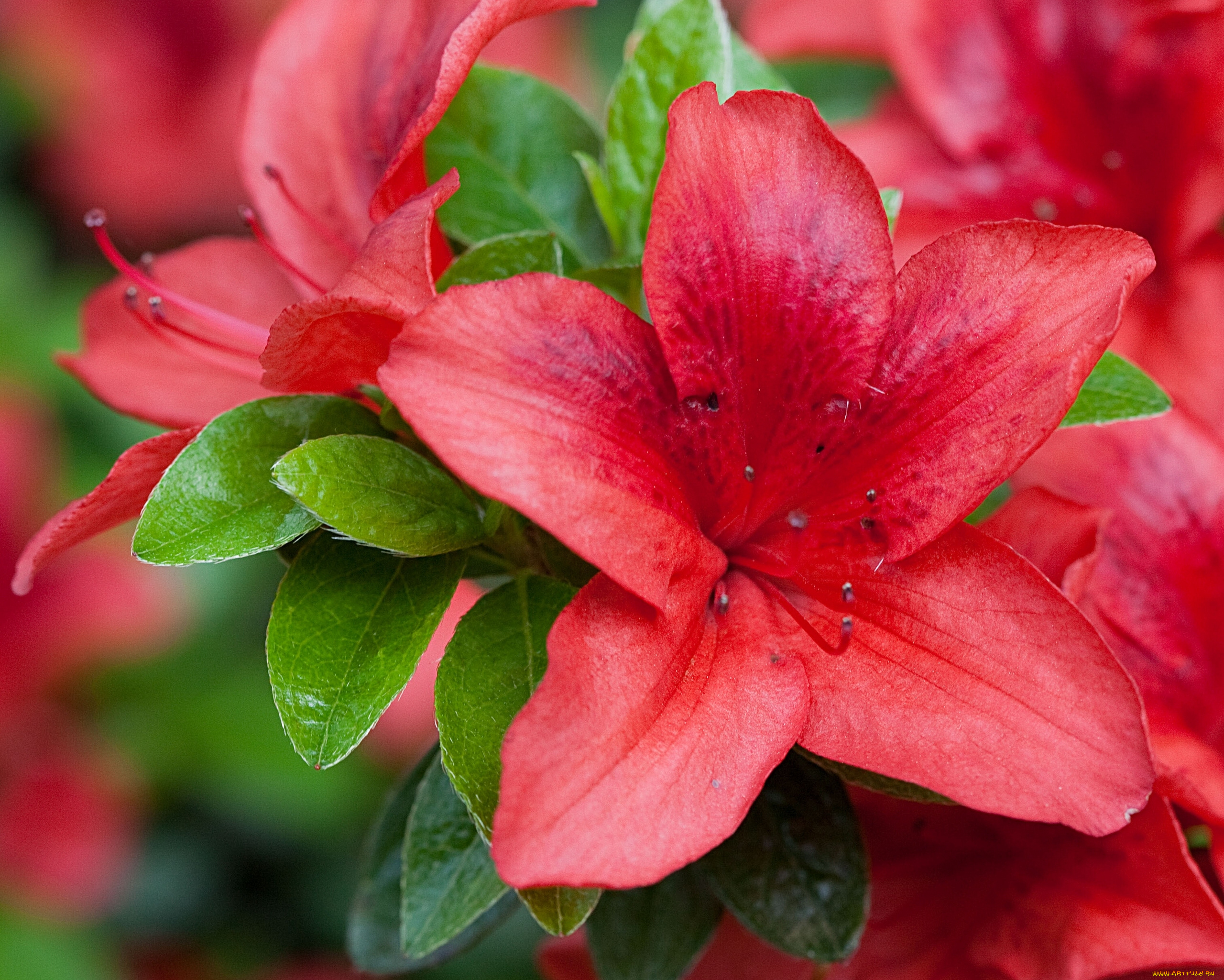 цветы, рододендроны, азалии, макро