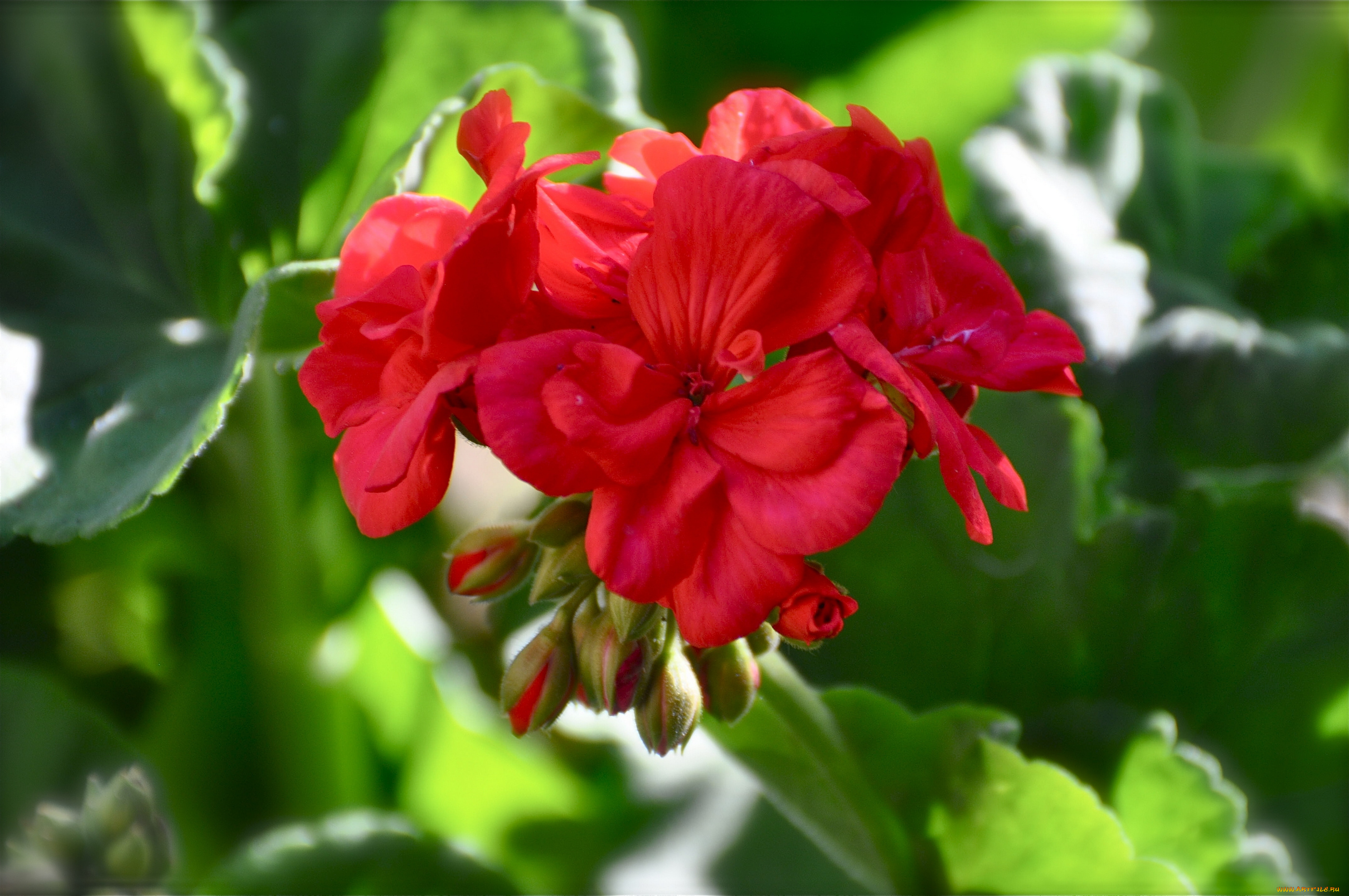 цветы, герань, макро