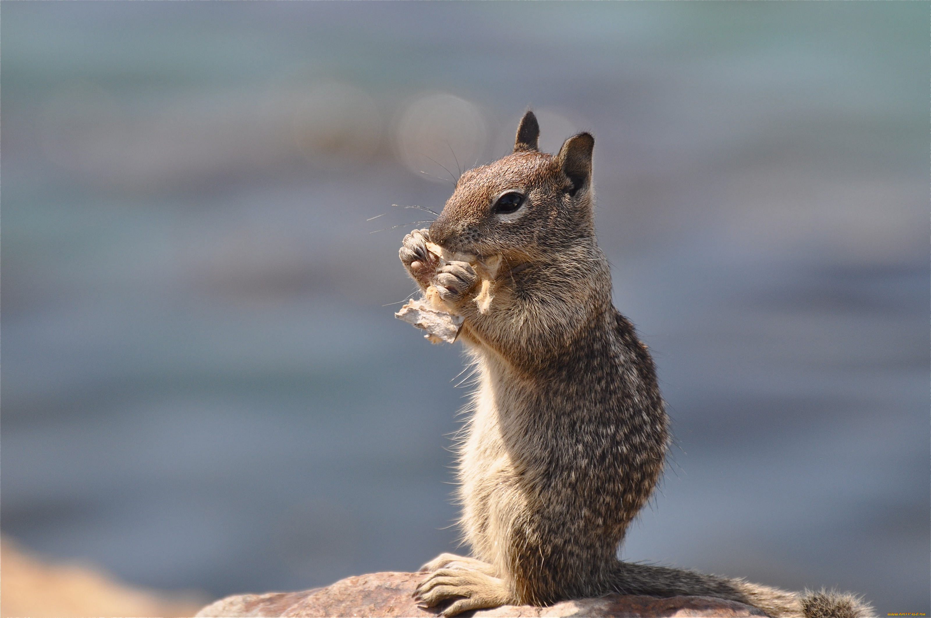 животные, белки, камень