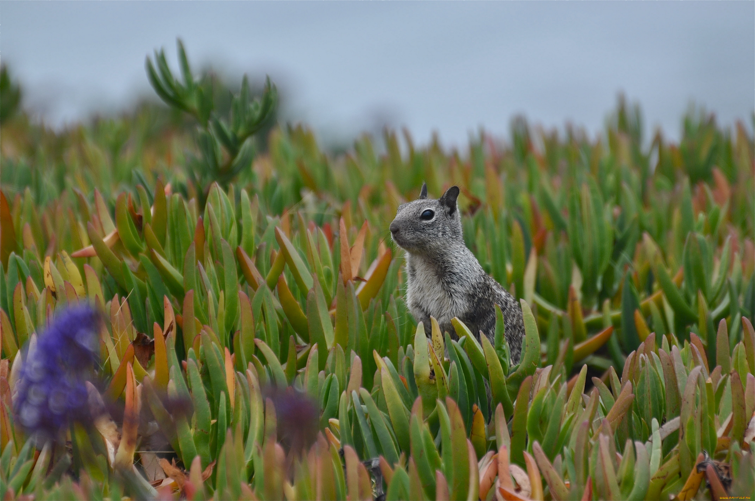животные, белки, растительность