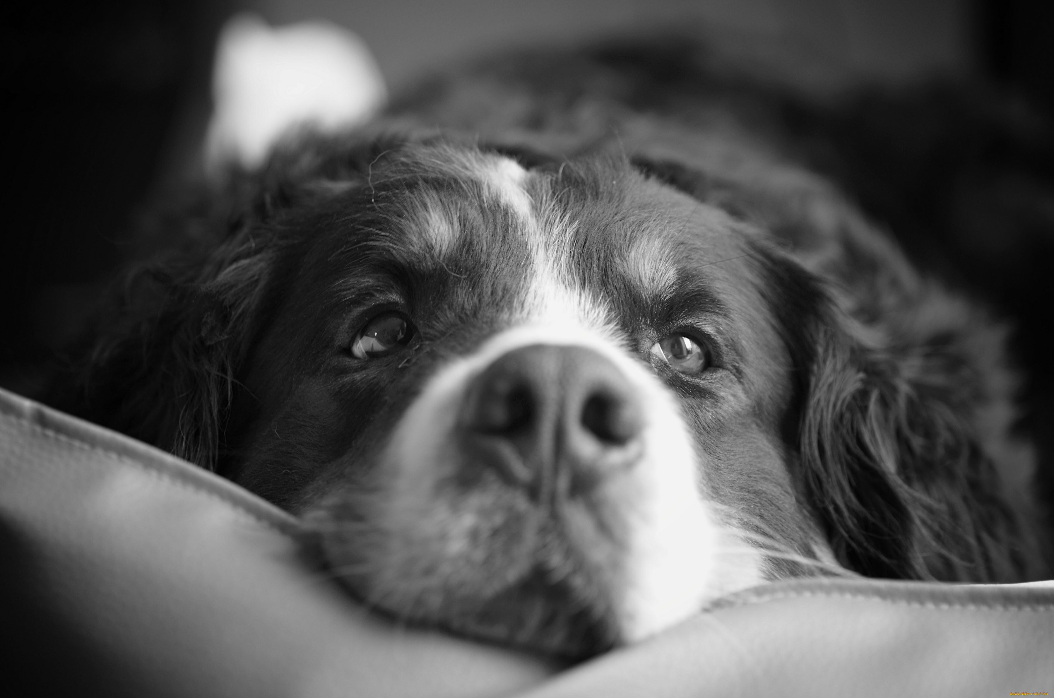 животные, собаки, бернский, зенненхунд, морда