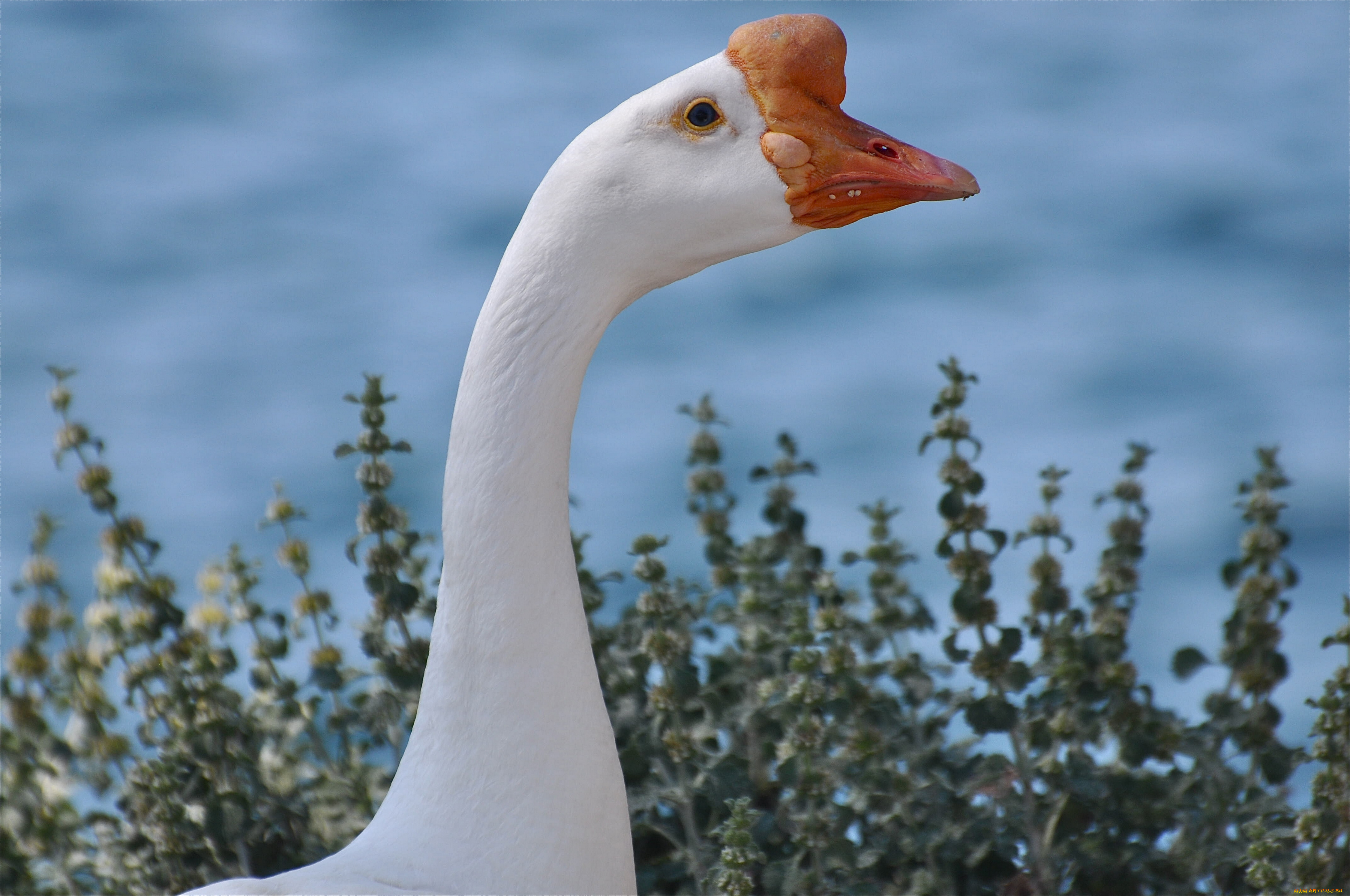 животные, гуси, гусак, шея