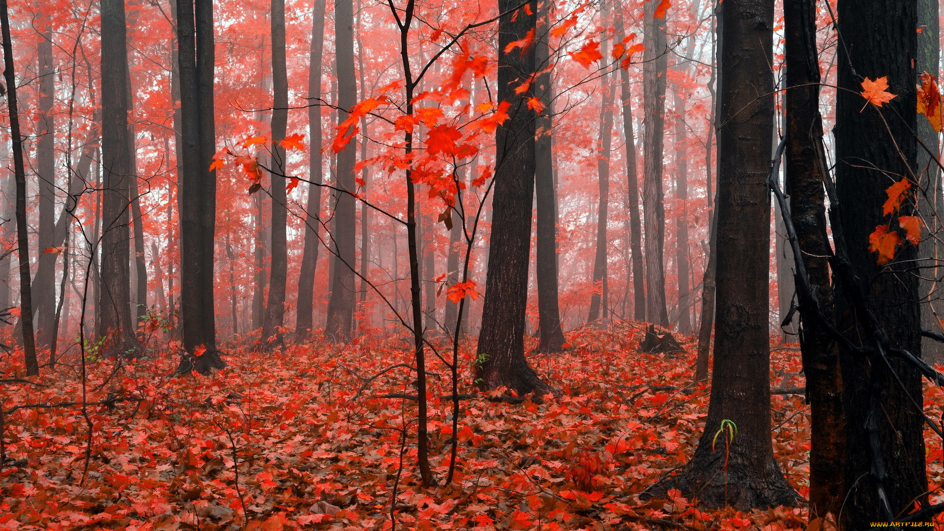 природа, лес, осень