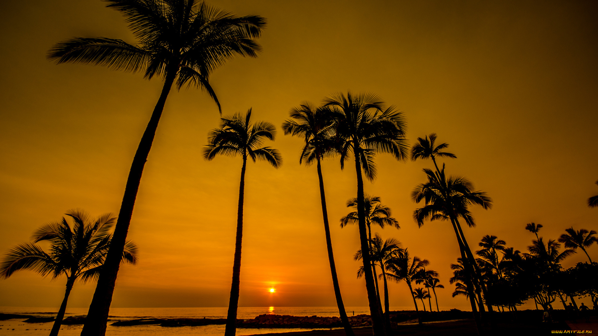 природа, восходы, закаты, пляж, пальмы, горизонт, солнце, вечер, океан