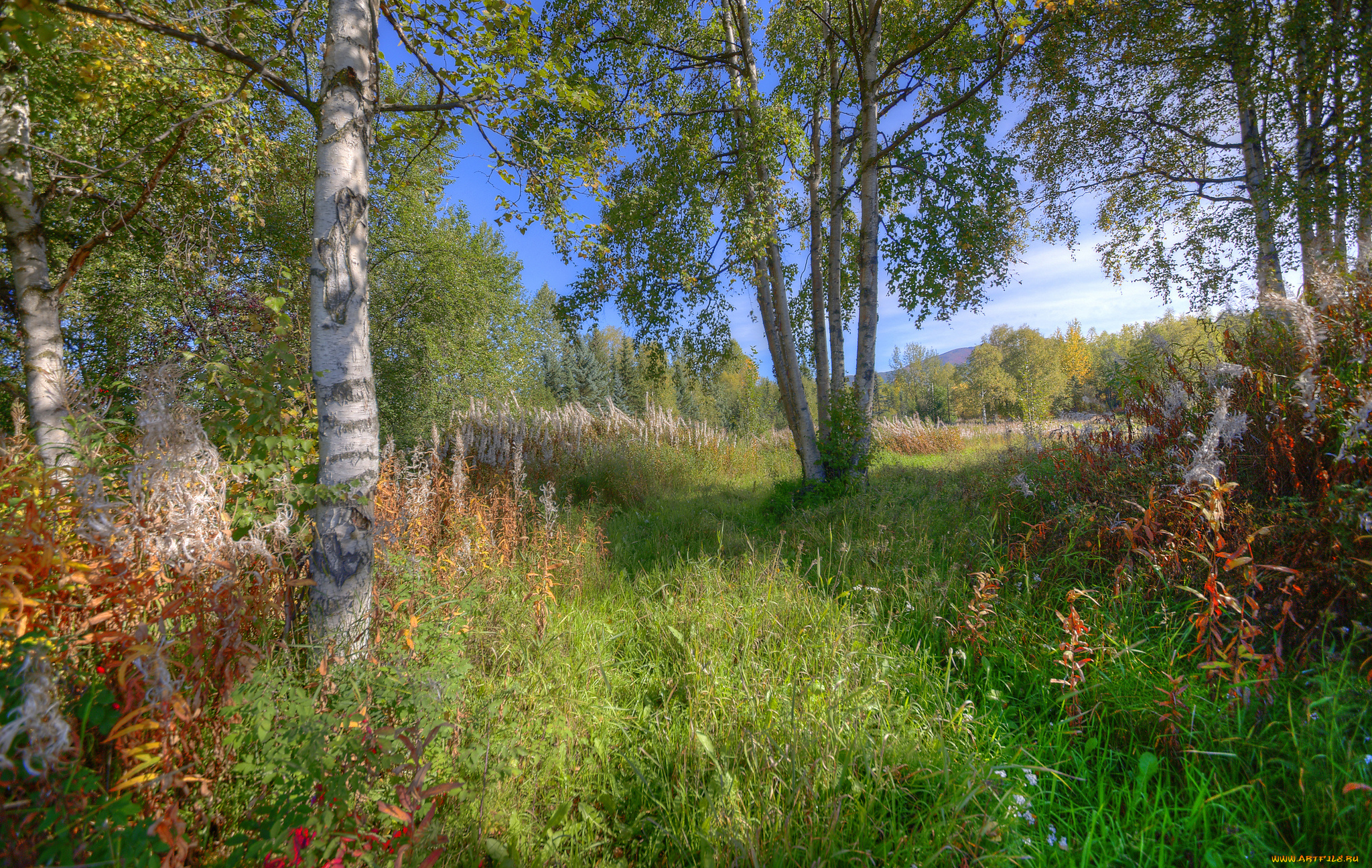 природа, деревья, лес, березы, полянка, трава, лето