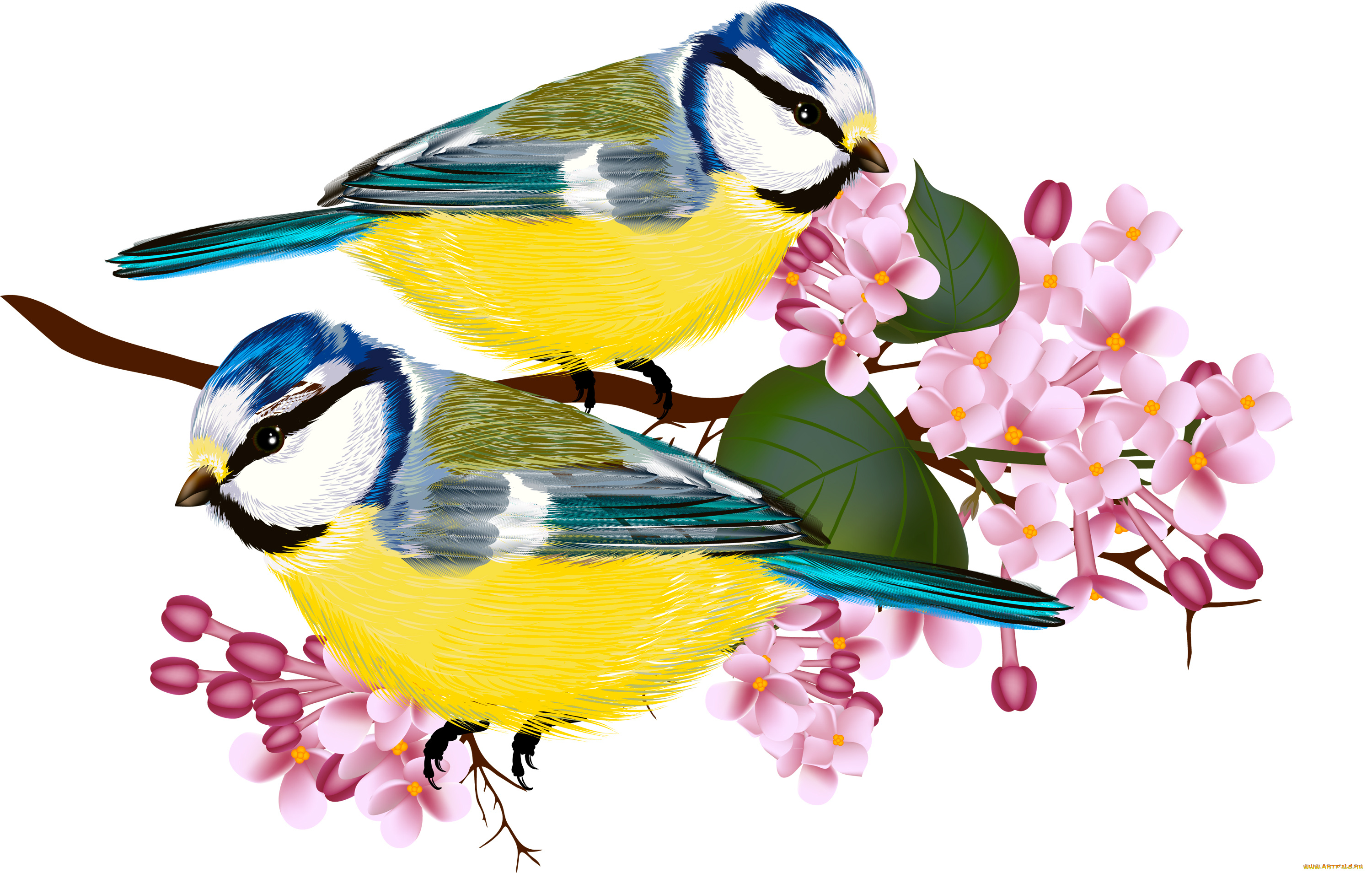 векторная, графика, листья, цветы, ветка, синицы