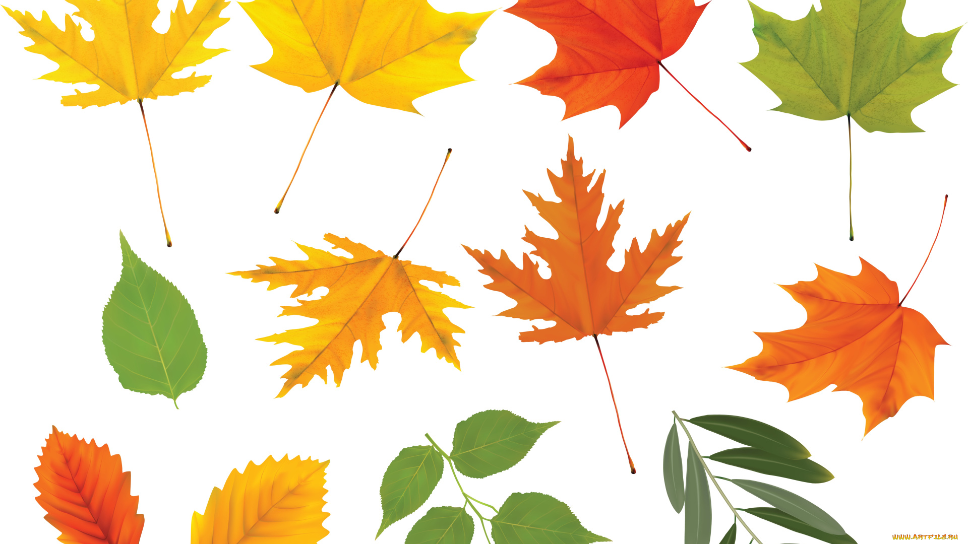 векторная, графика, природа, , nature, листья, фон