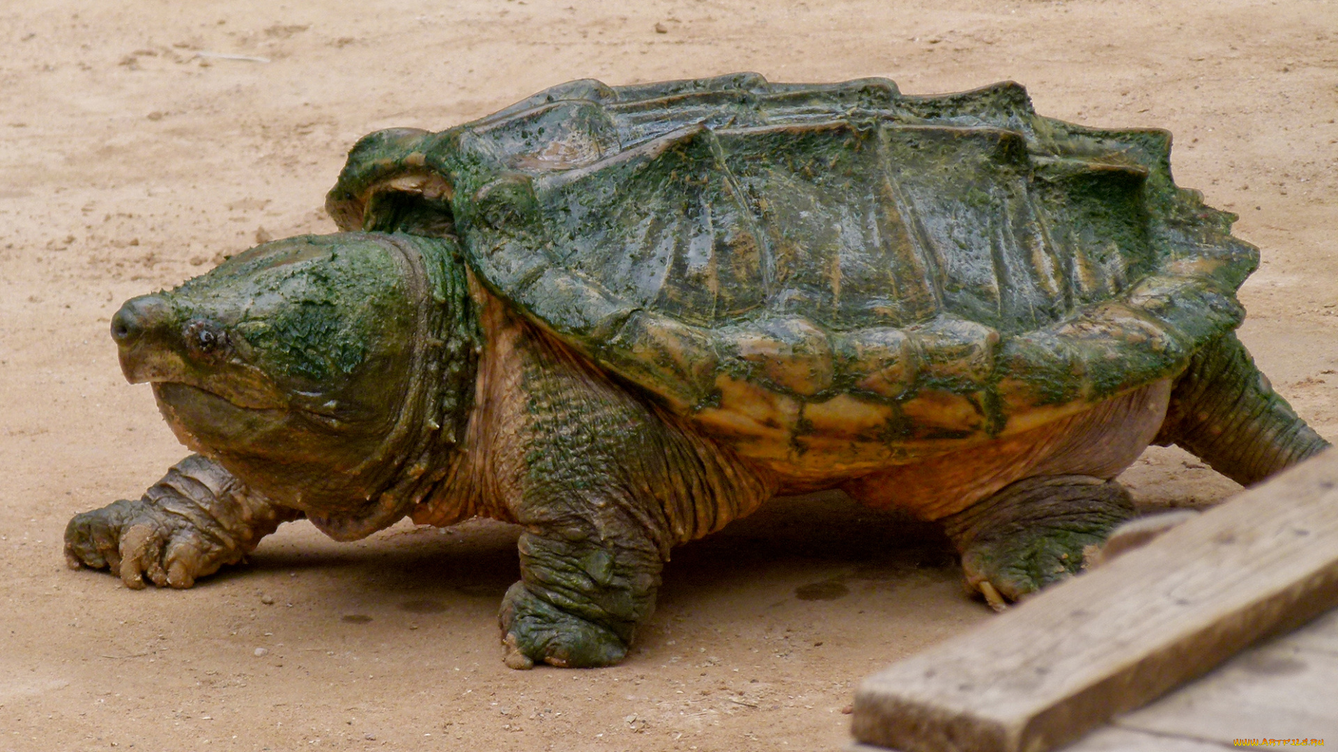 животные, Черепахи, подводный, мир, черепаха