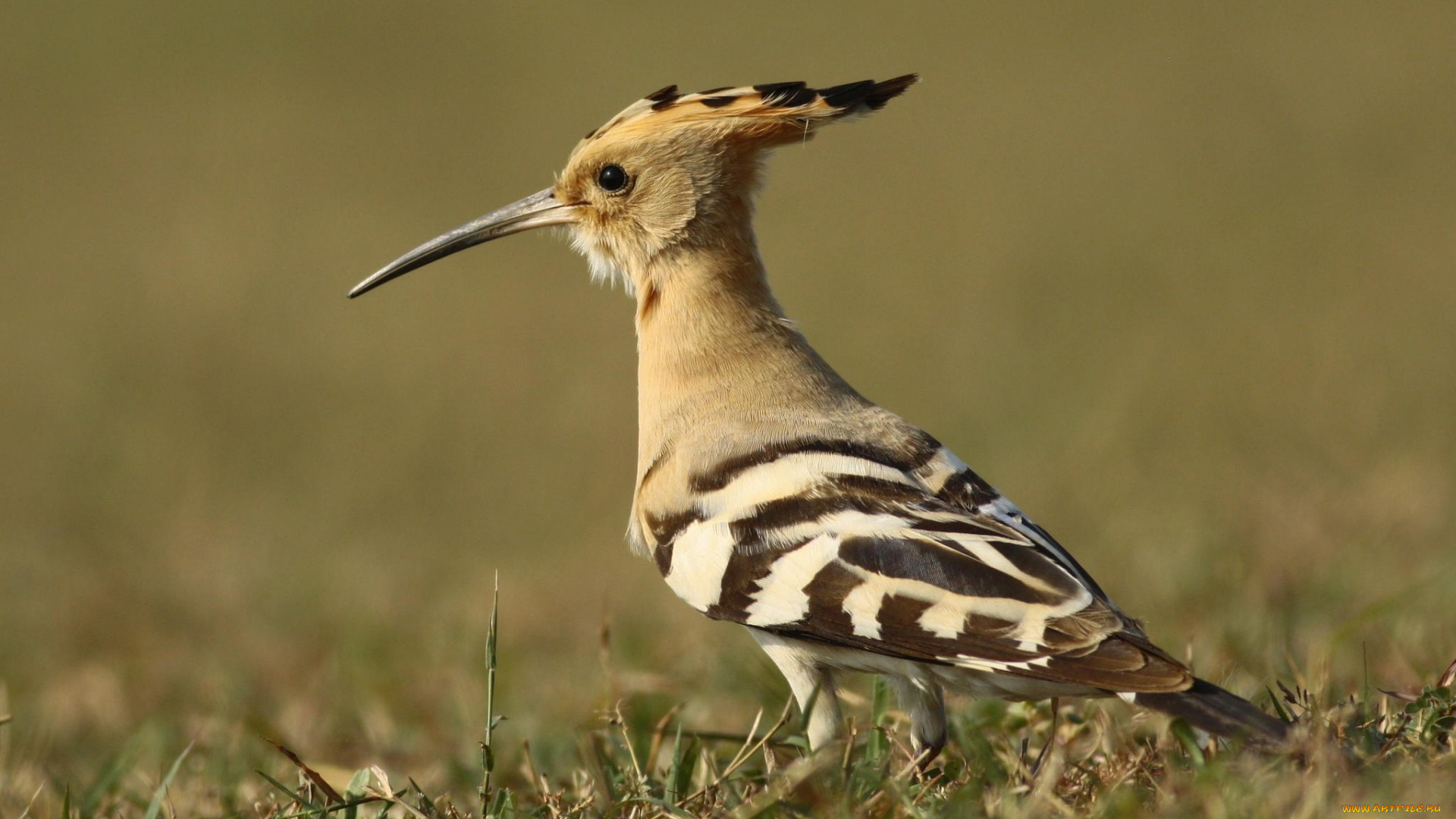 животные, дятлы, клюв