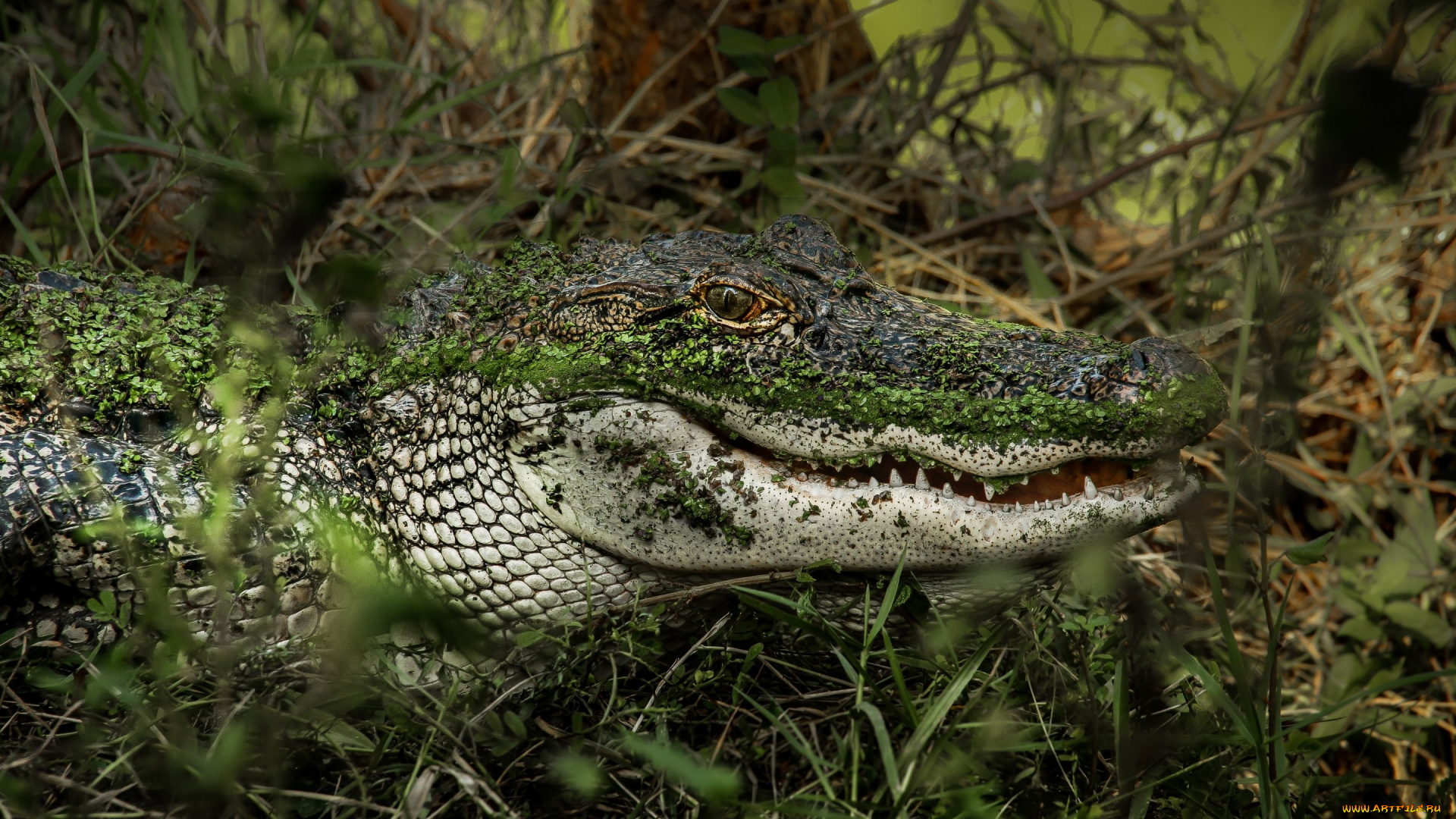 животные, крокодилы, морда, трава, аллигатор