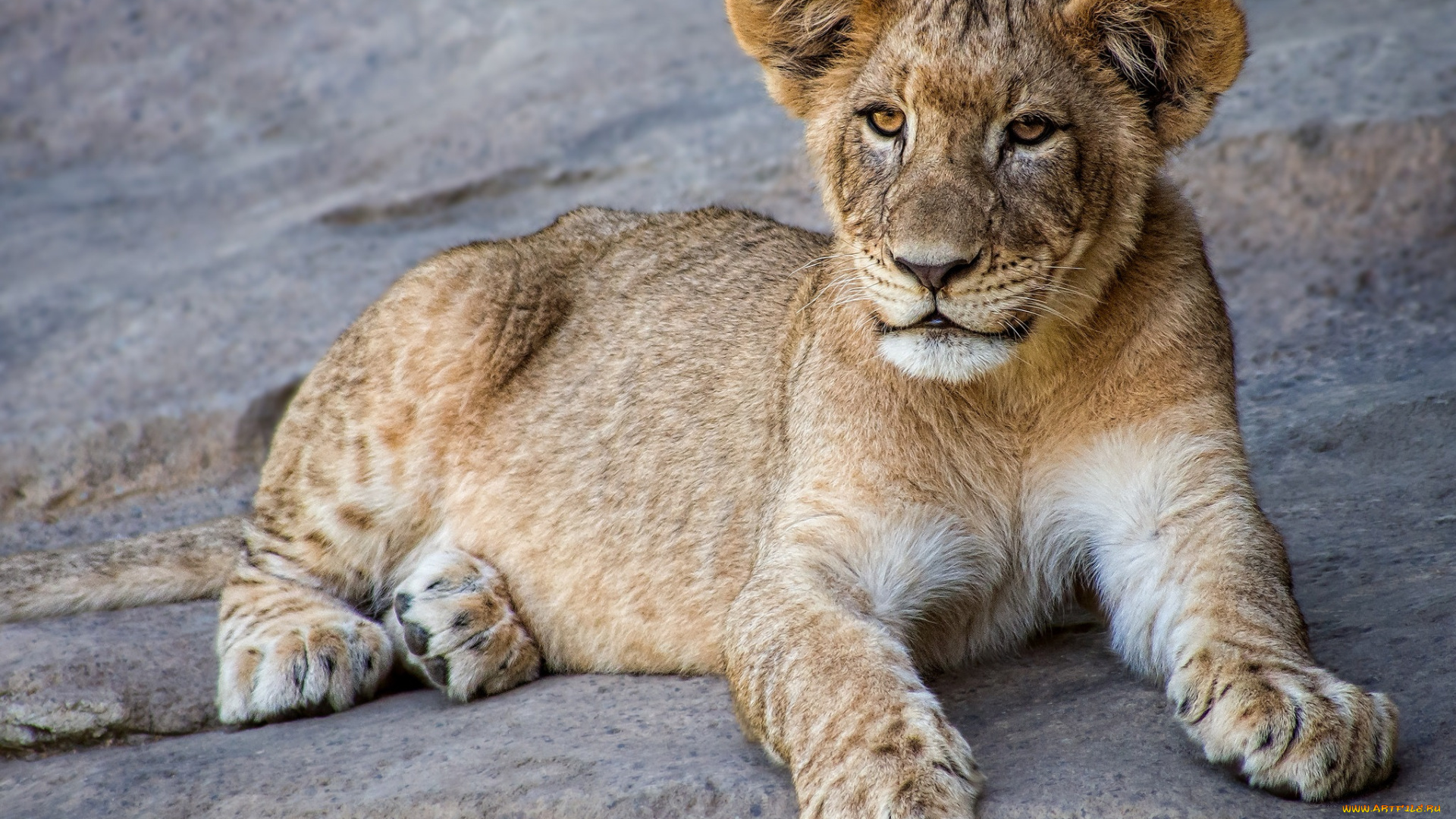 животные, львы, львенок
