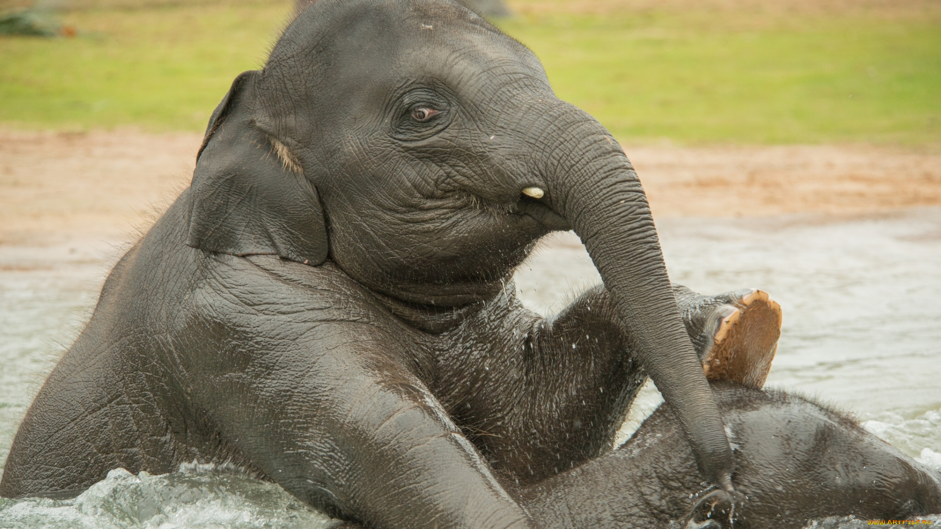 животные, слоны, купание, вода, слонята