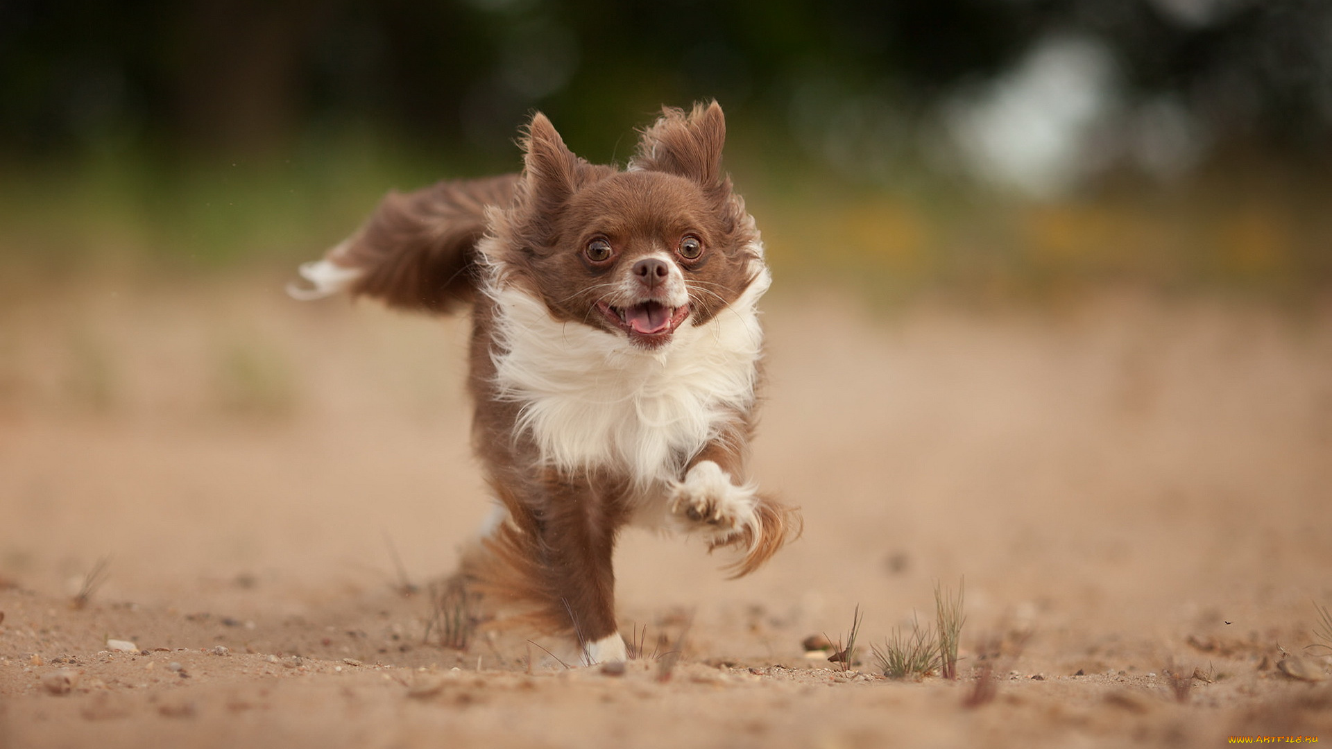 животные, собаки, бег, друг, взгляд, собака