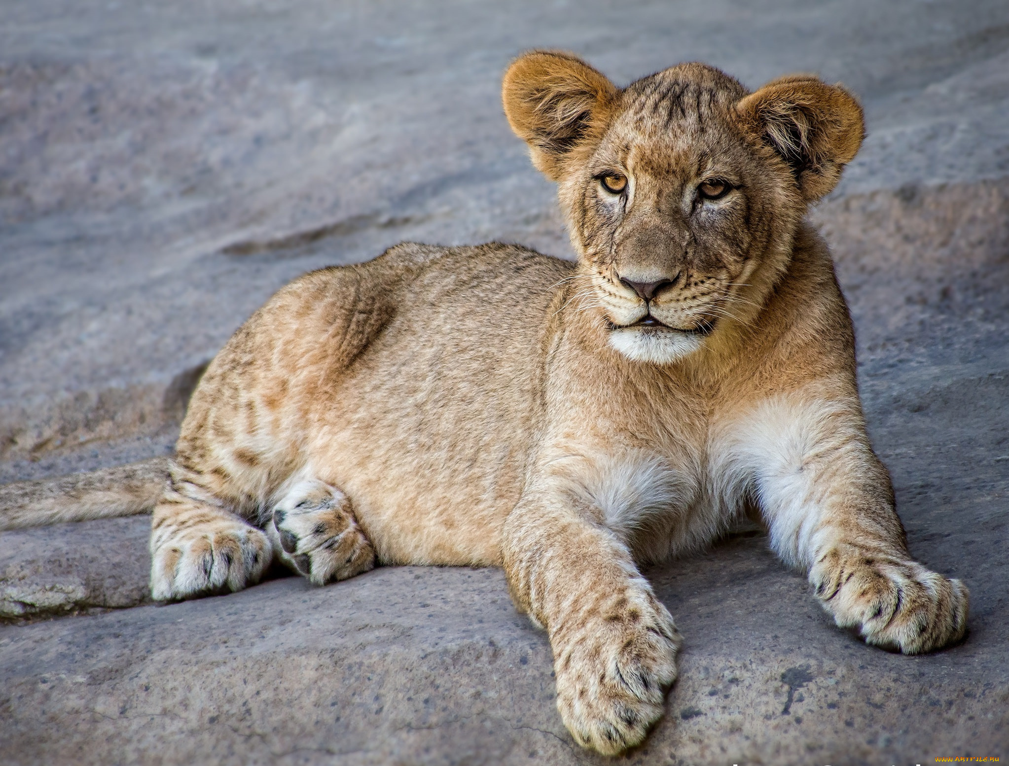 животные, львы, львенок