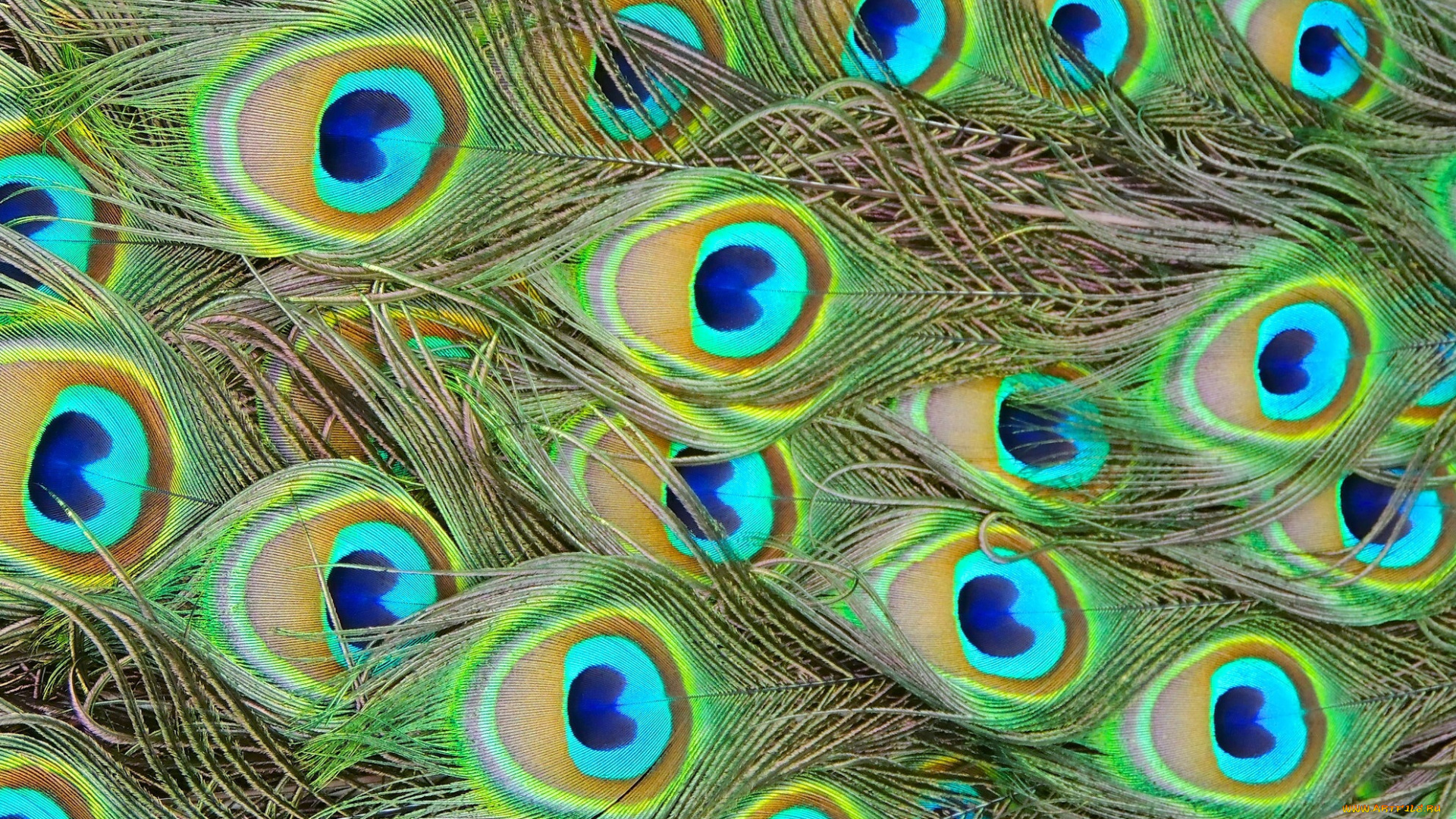 разное, перья, павлин, макро, текстура