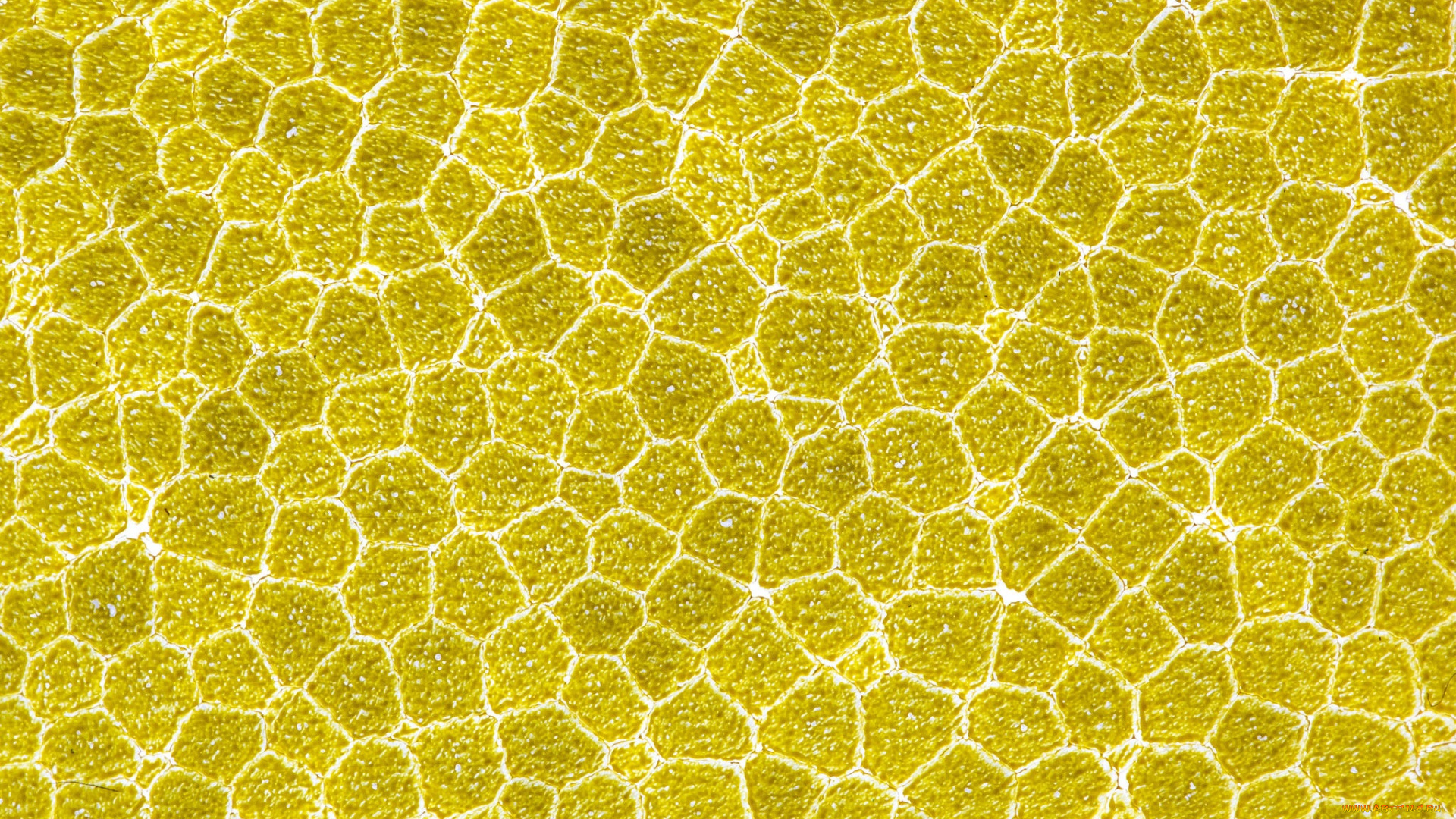 разное, текстуры, полистирол, макро, текстура, абстракция