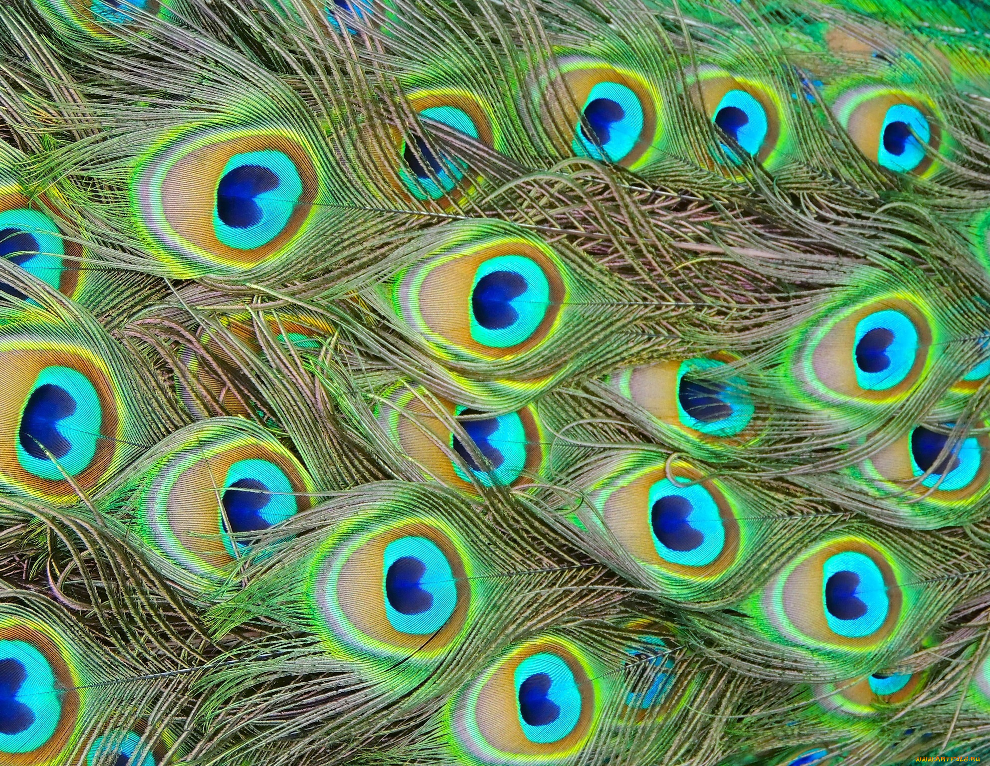 разное, перья, павлин, макро, текстура
