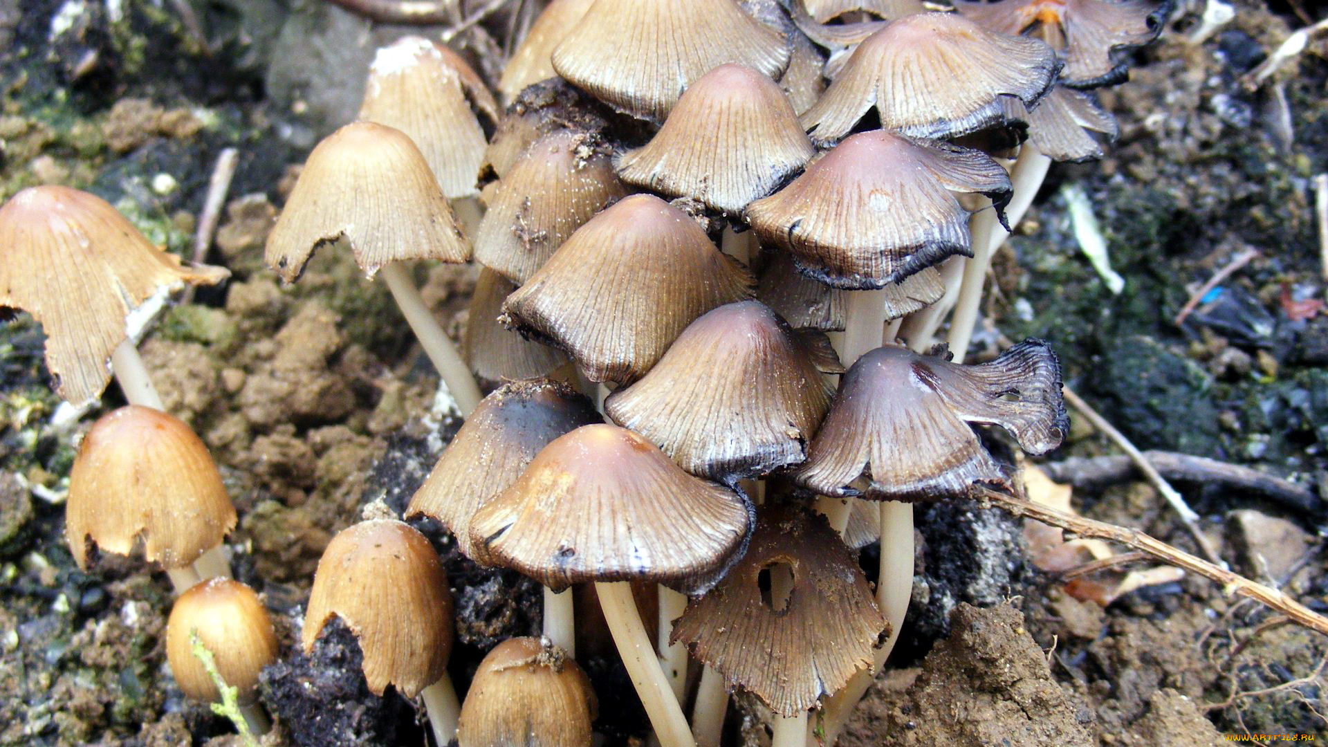 природа, грибы, семейка, грибная