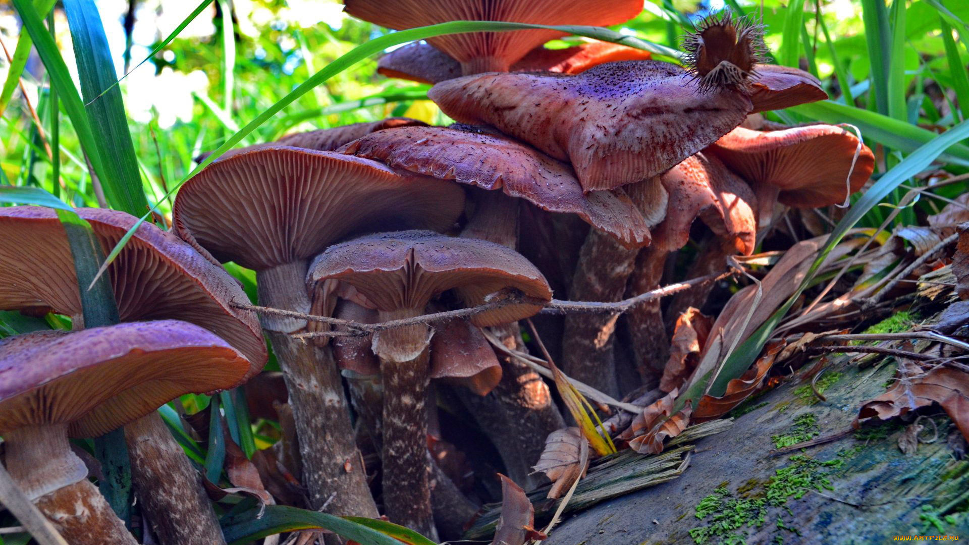 природа, грибы, семейка, грибная