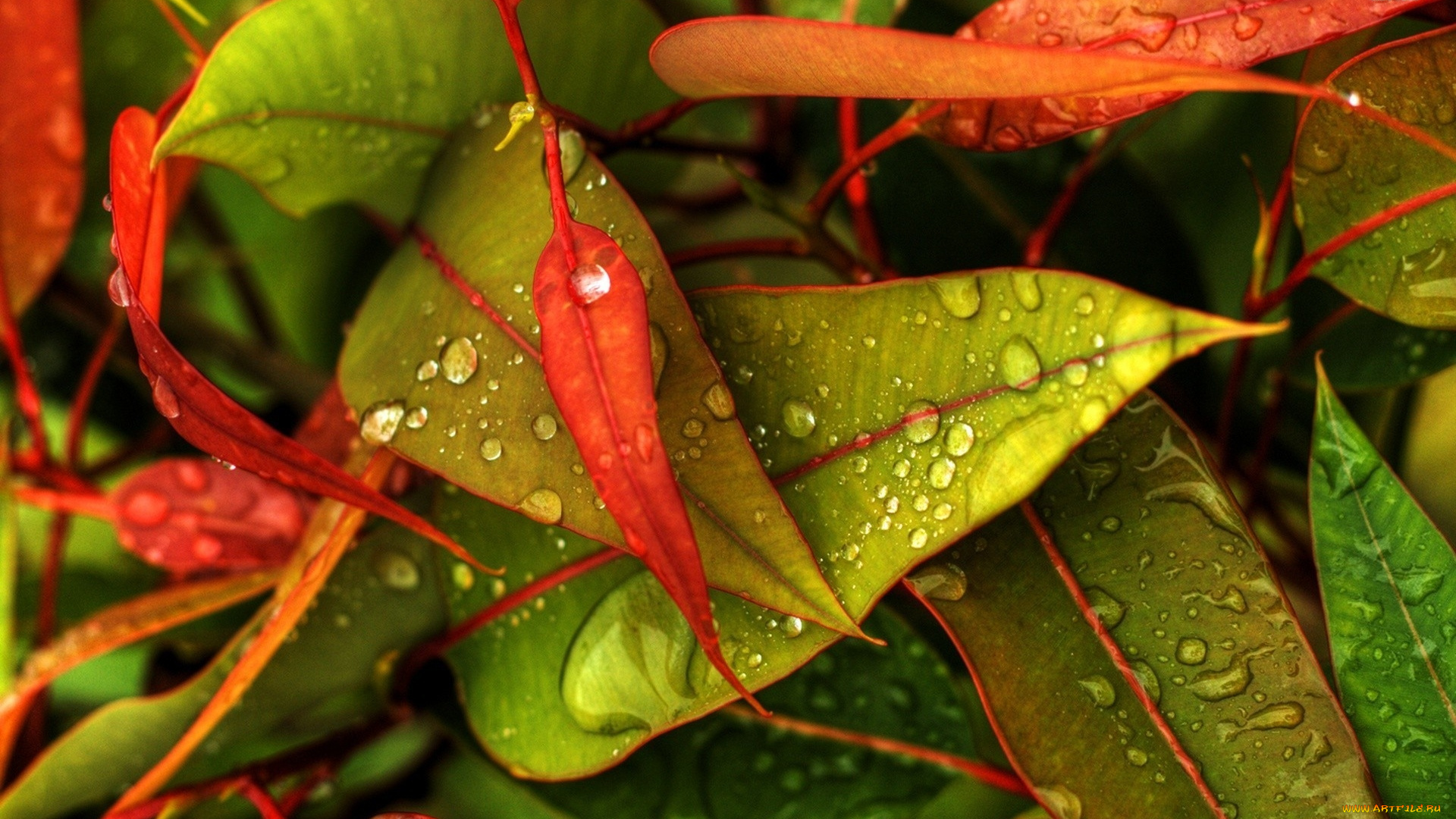 природа, листья, макро, капли