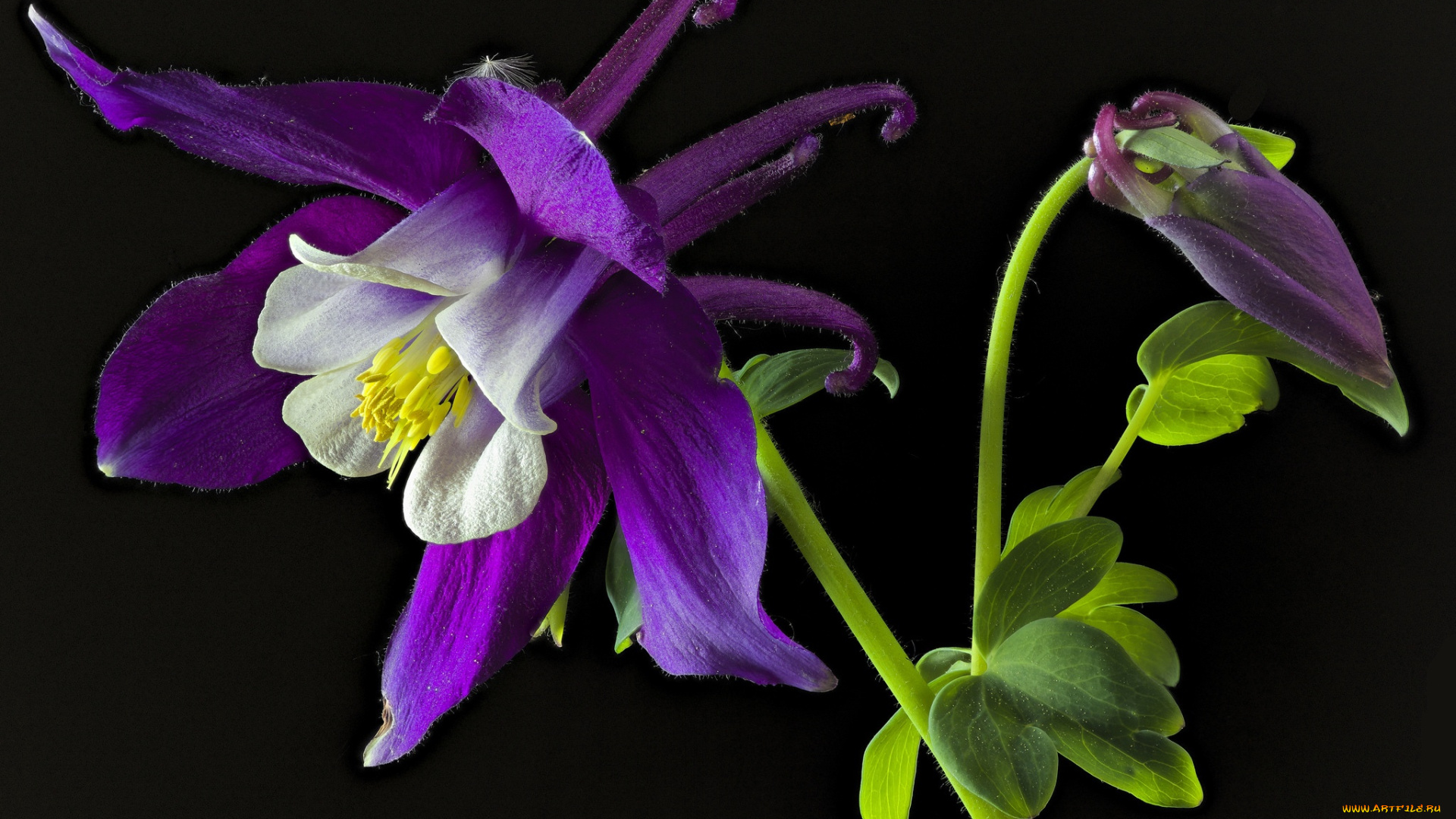 цветы, аквилегия, , водосбор, макро, аквилегия