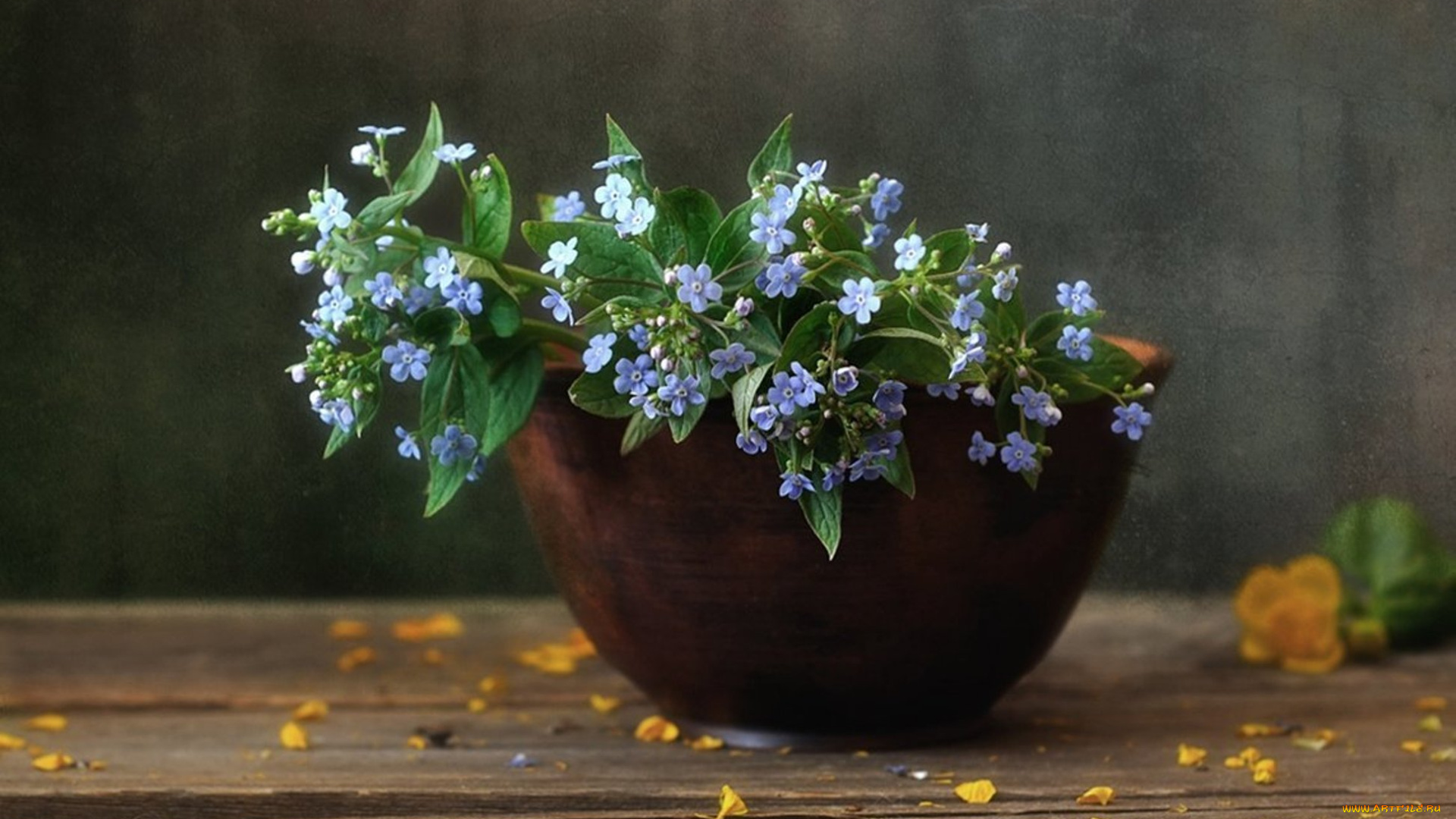 цветы, натюрморт