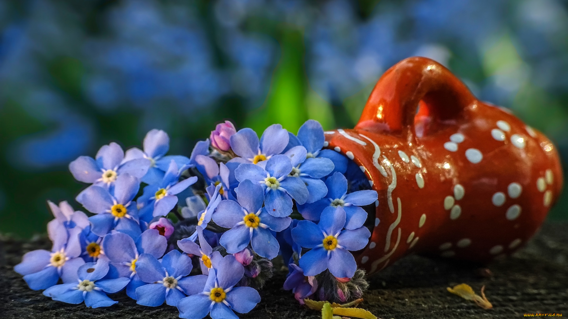 цветы, незабудки, голубой