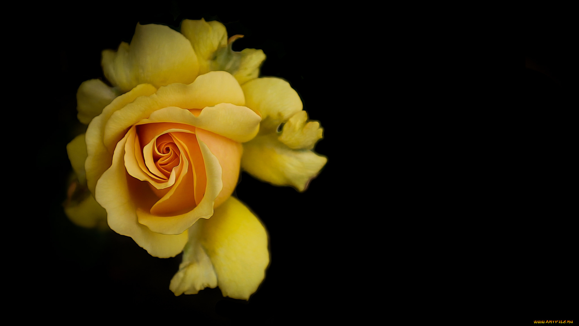 цветы, розы, лепестки, бутон