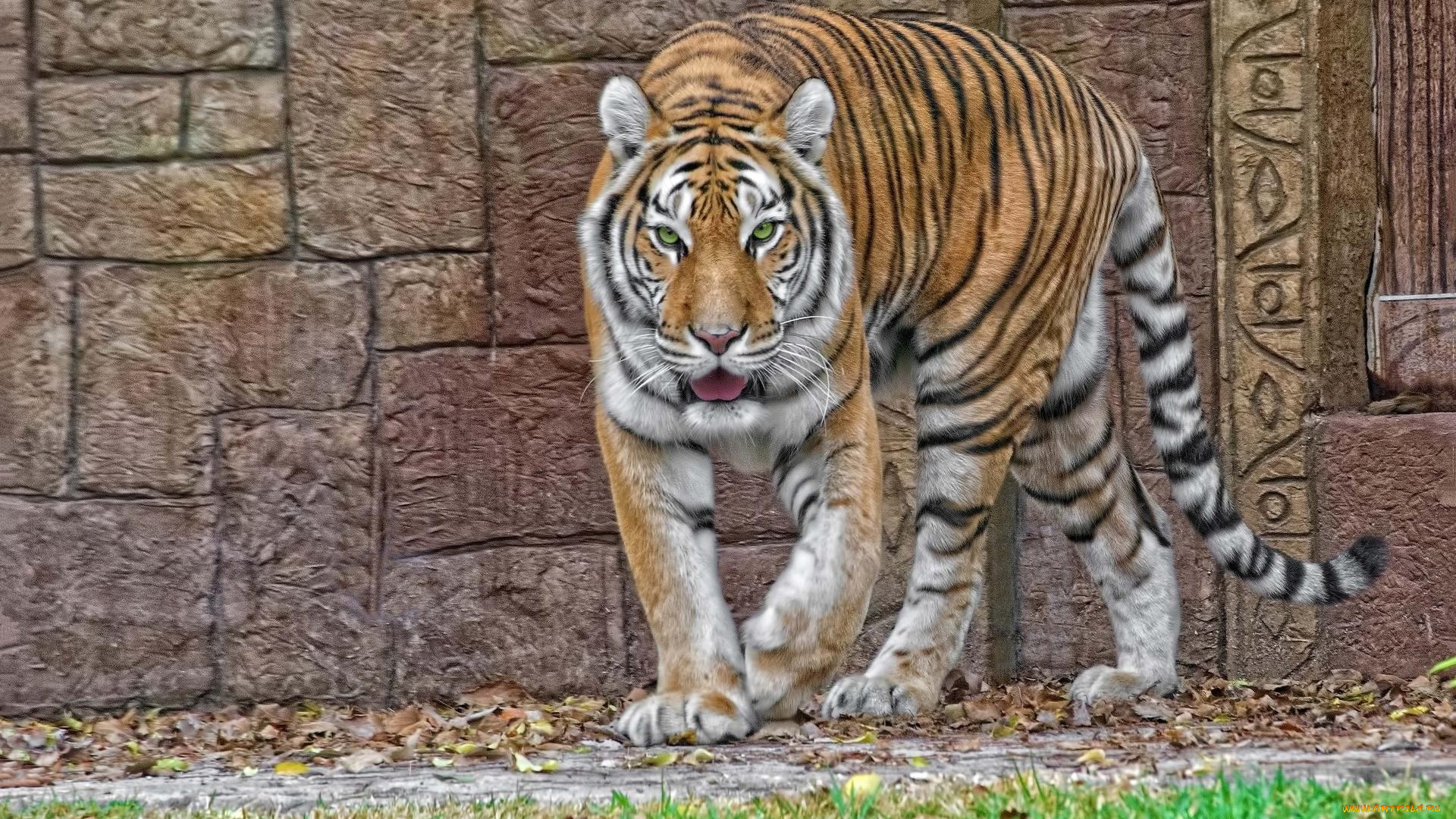 тигр, животные, тигры, хищник, семейство, кошачьих, зверь