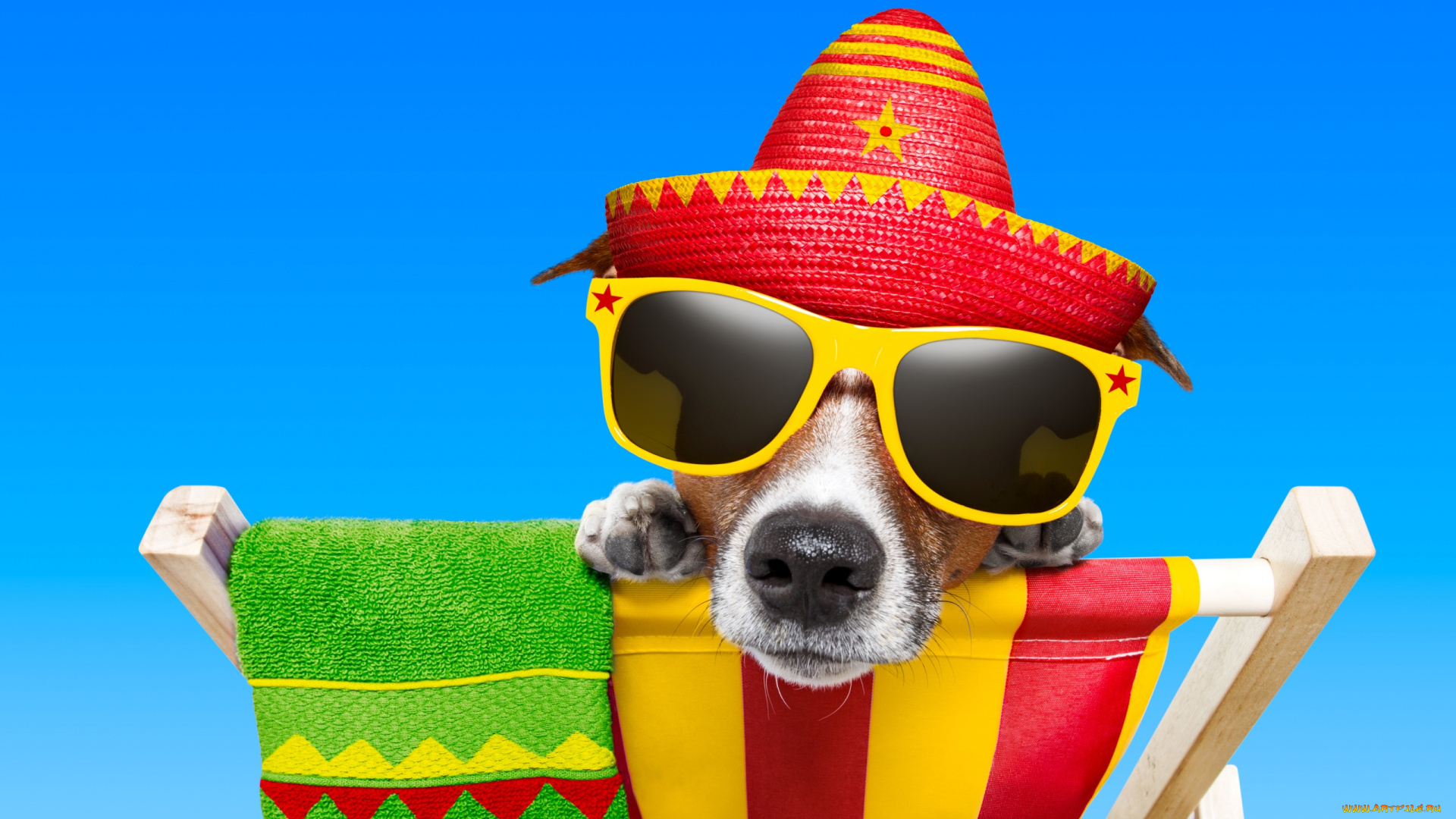 юмор, и, приколы, шезлонг, джек-рассел, пес, собака, полотенце, очки, шляпа