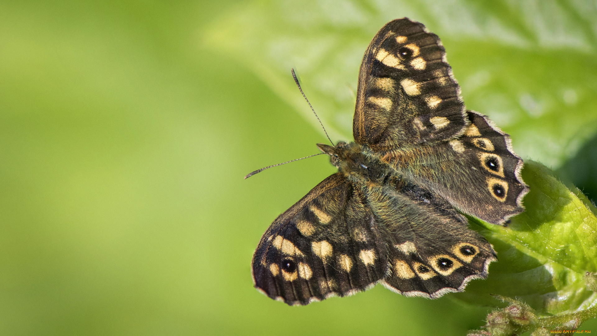 животные, бабочки, , мотыльки, , моли, бабочка