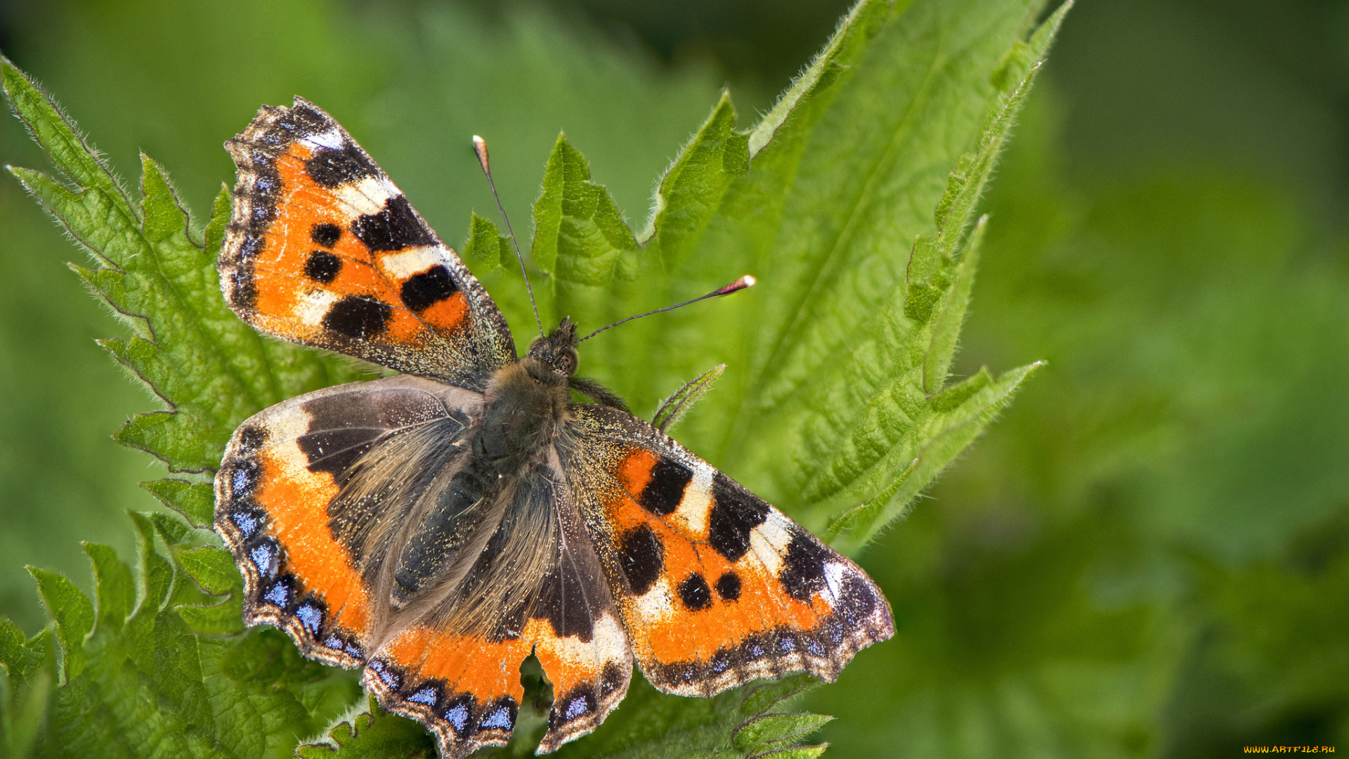 животные, бабочки, , мотыльки, , моли, бабочка